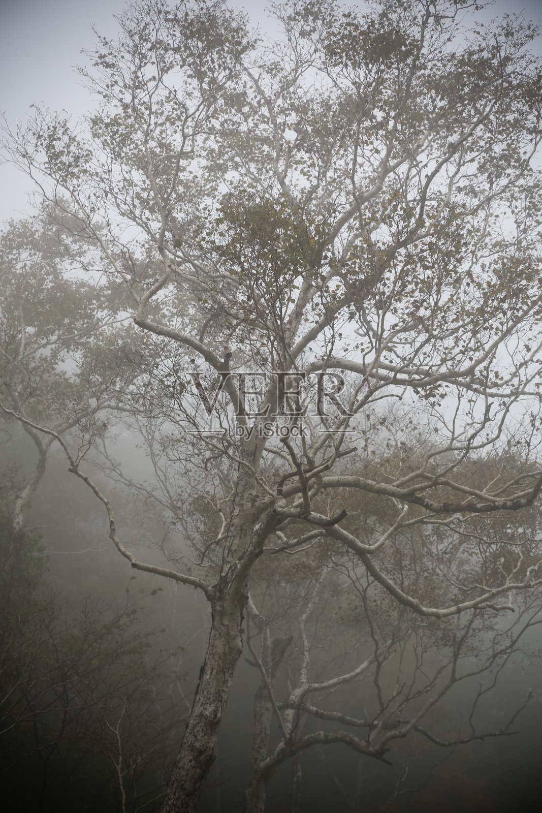 多雾的早晨照片摄影图片