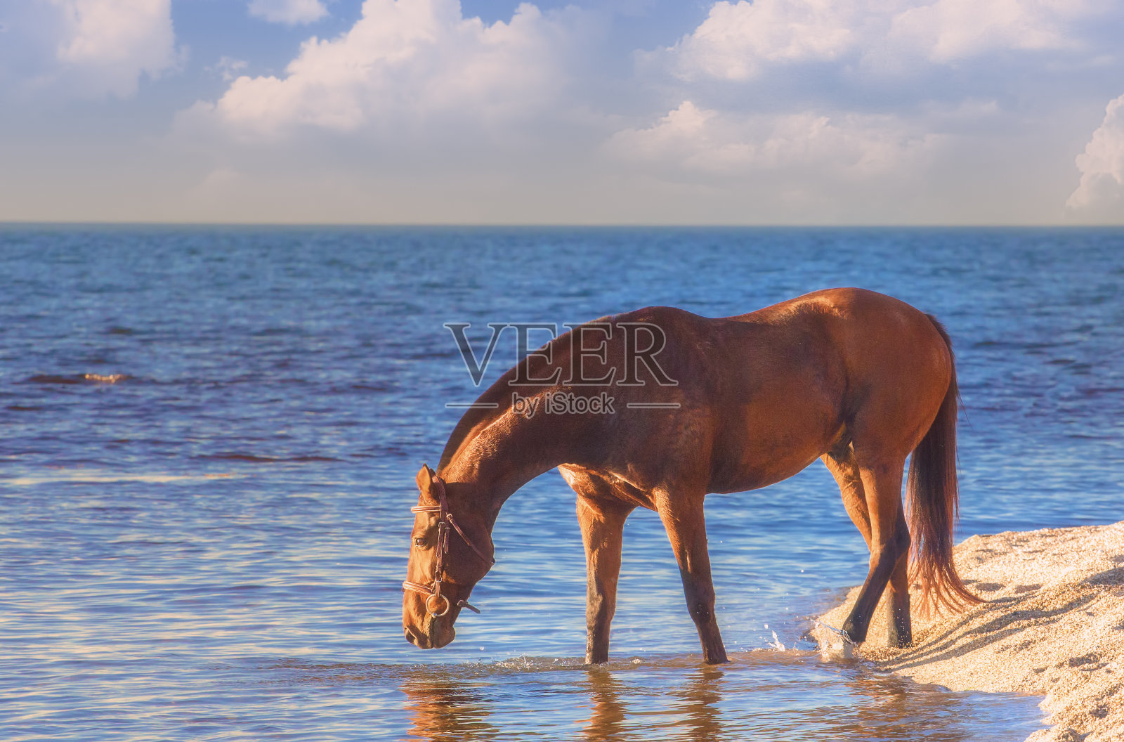 马照片摄影图片