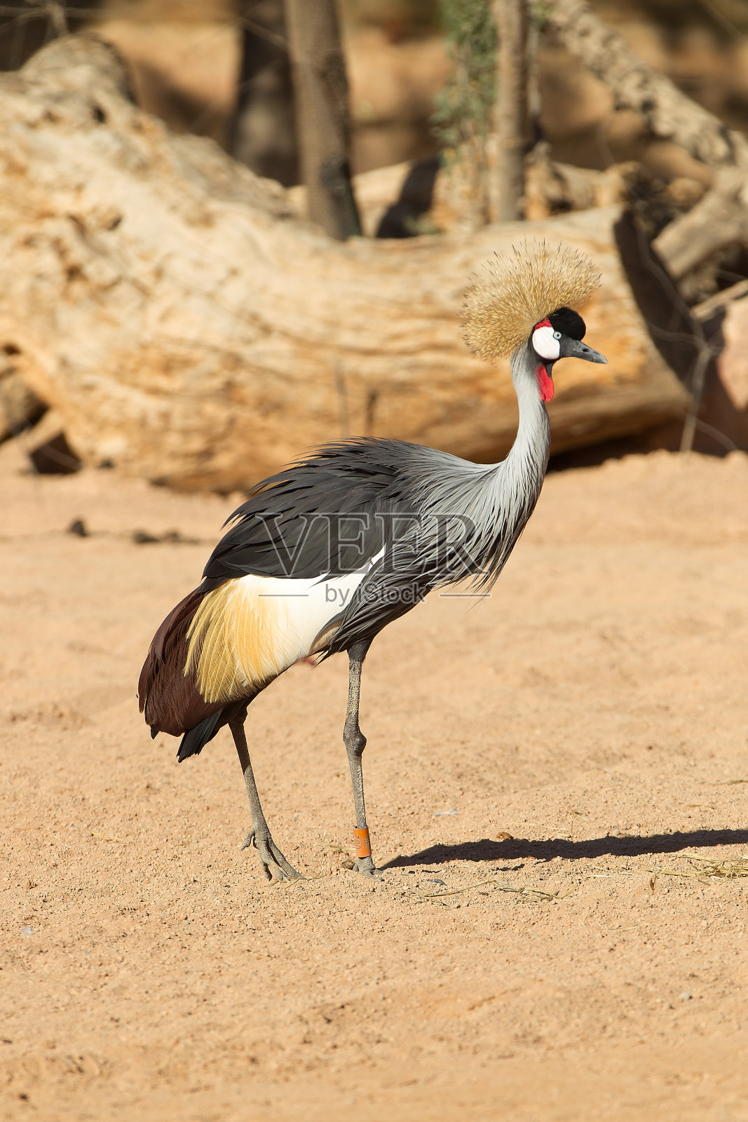 黑冠鹤-巴利阿里卡照片摄影图片