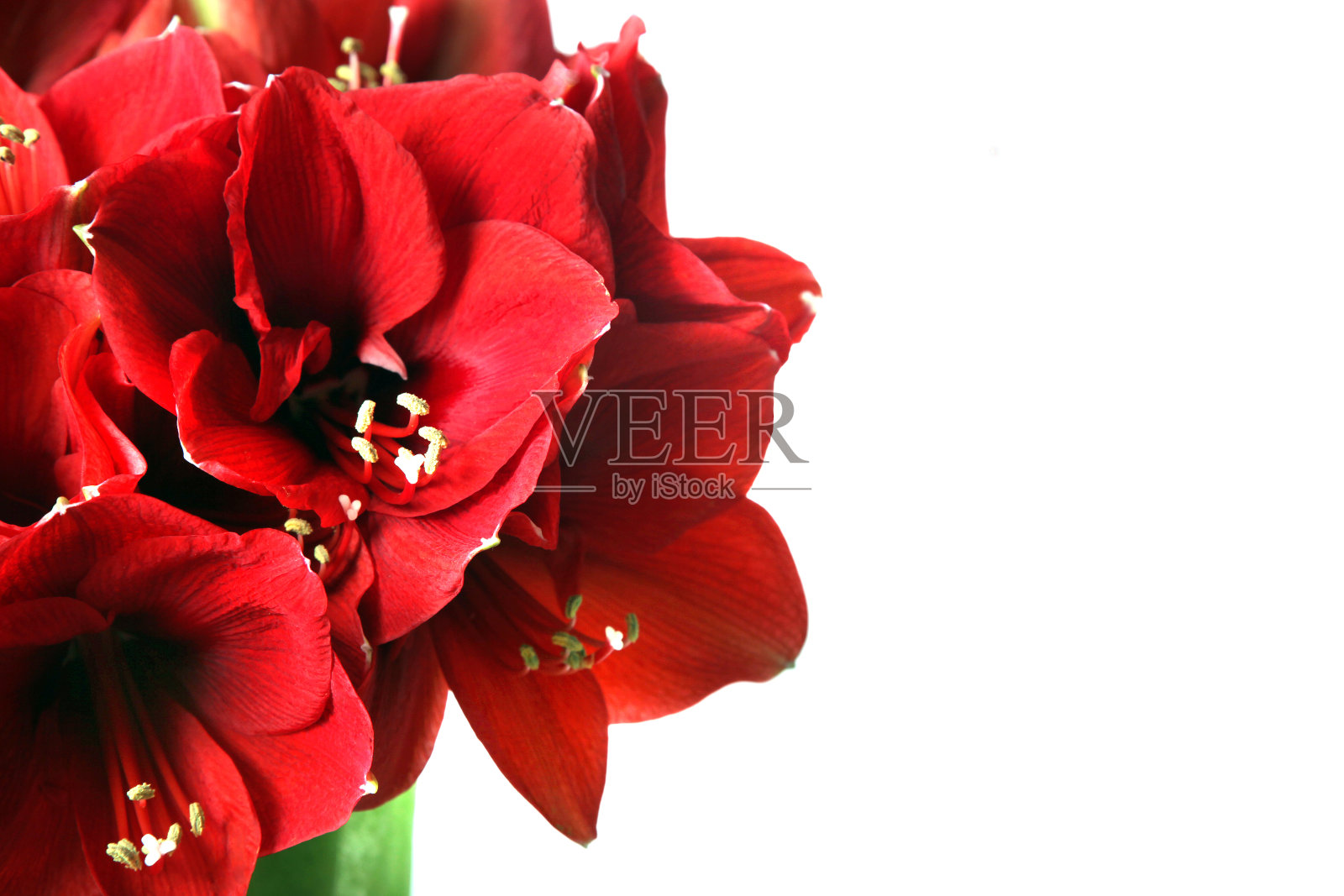 一大束美丽的红色孤挺花照片摄影图片