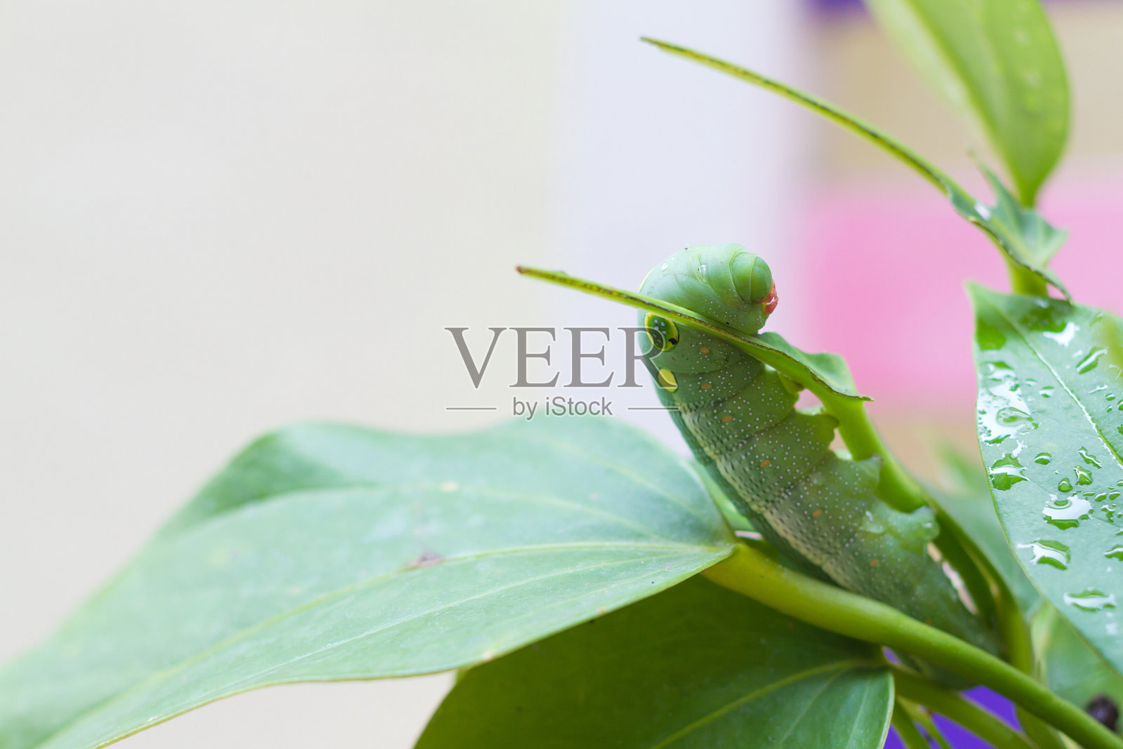 叶子上的虫子。照片摄影图片