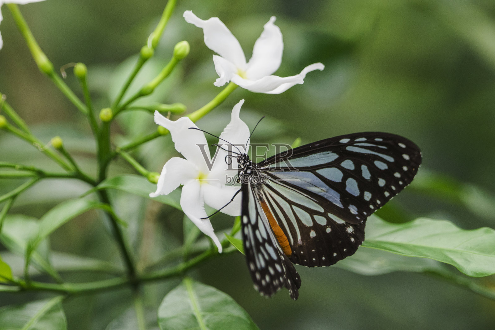 蝴蝶照片摄影图片
