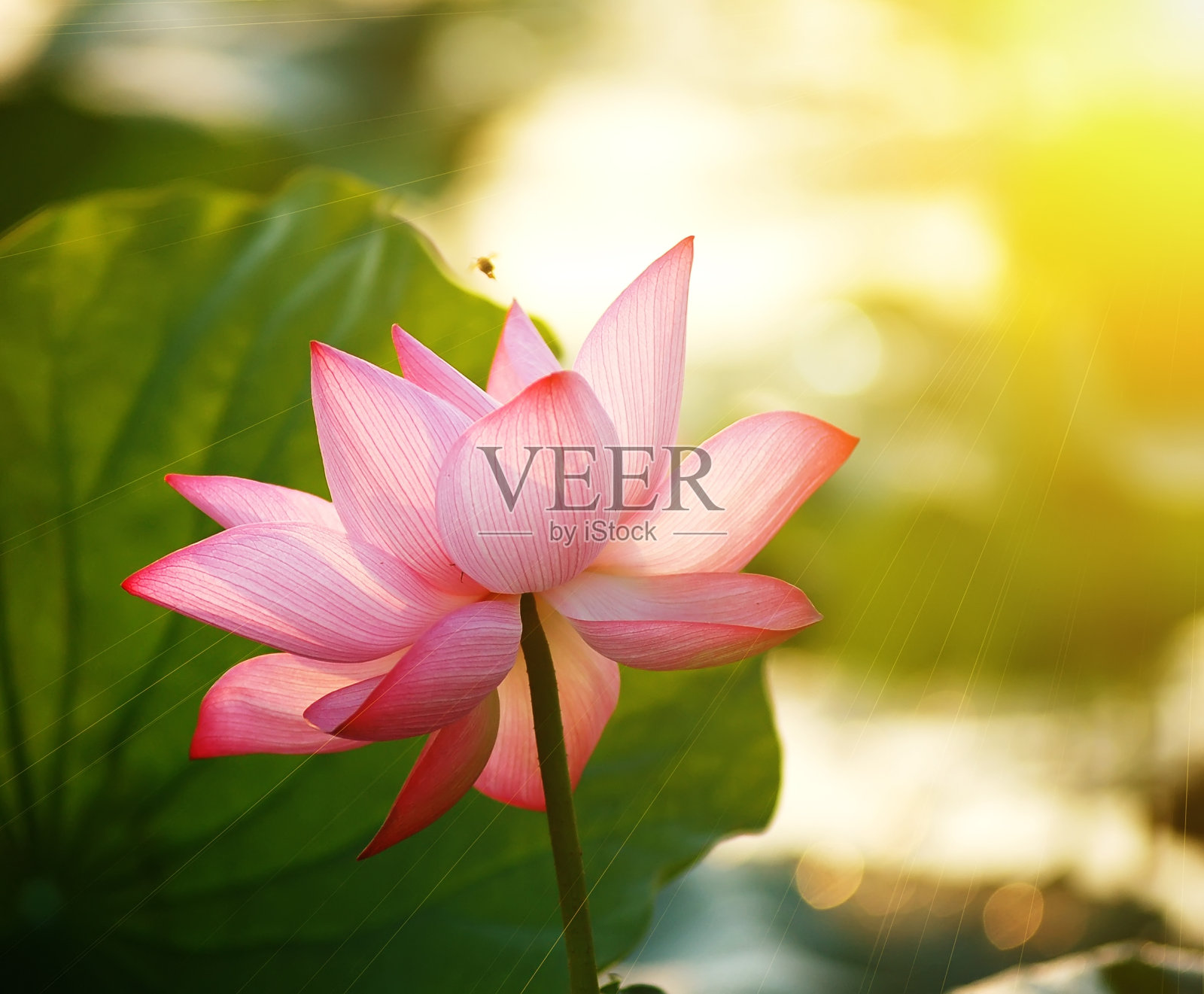 日出时盛开的荷花照片摄影图片