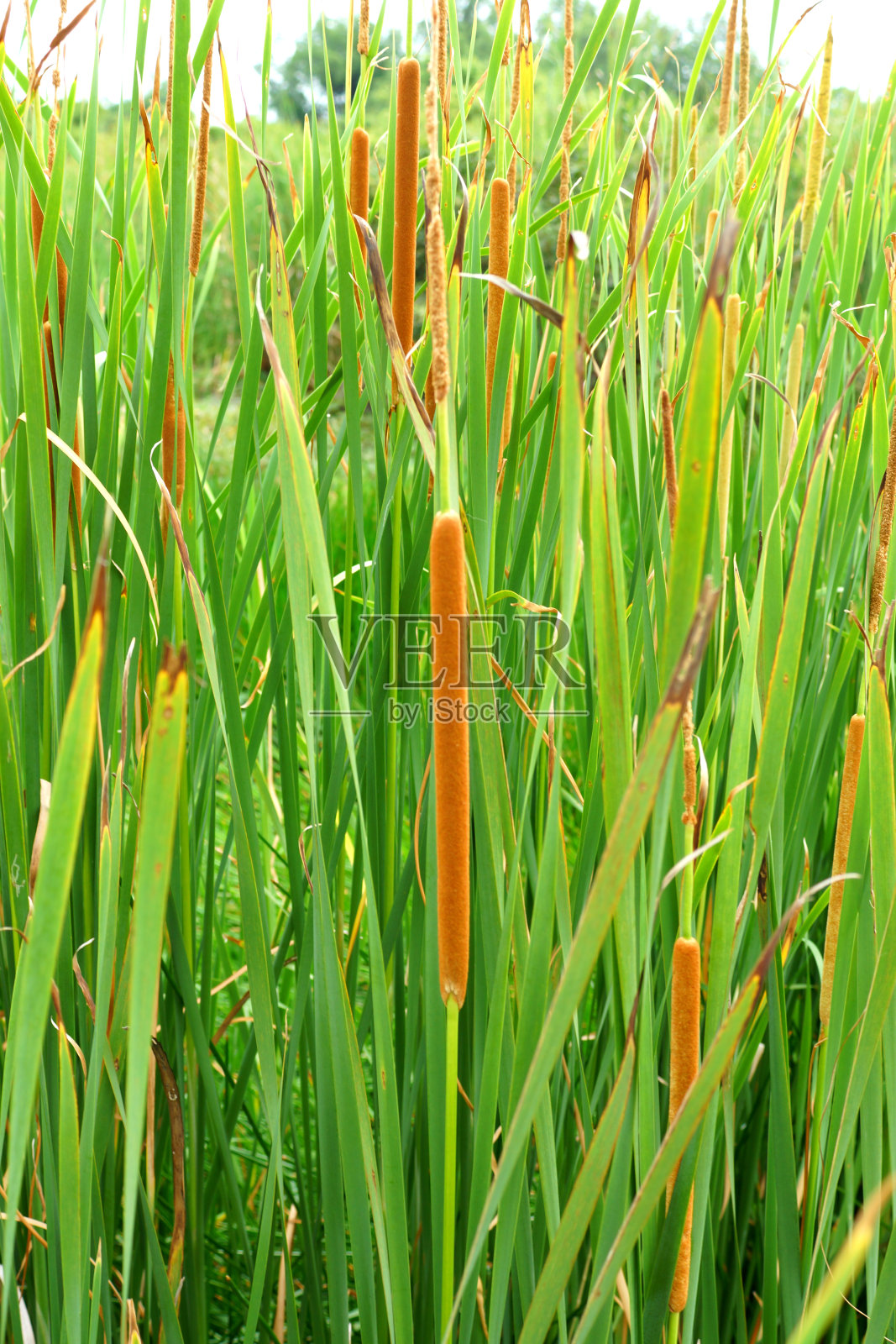 泰国纸莎草花(香蒲)照片摄影图片