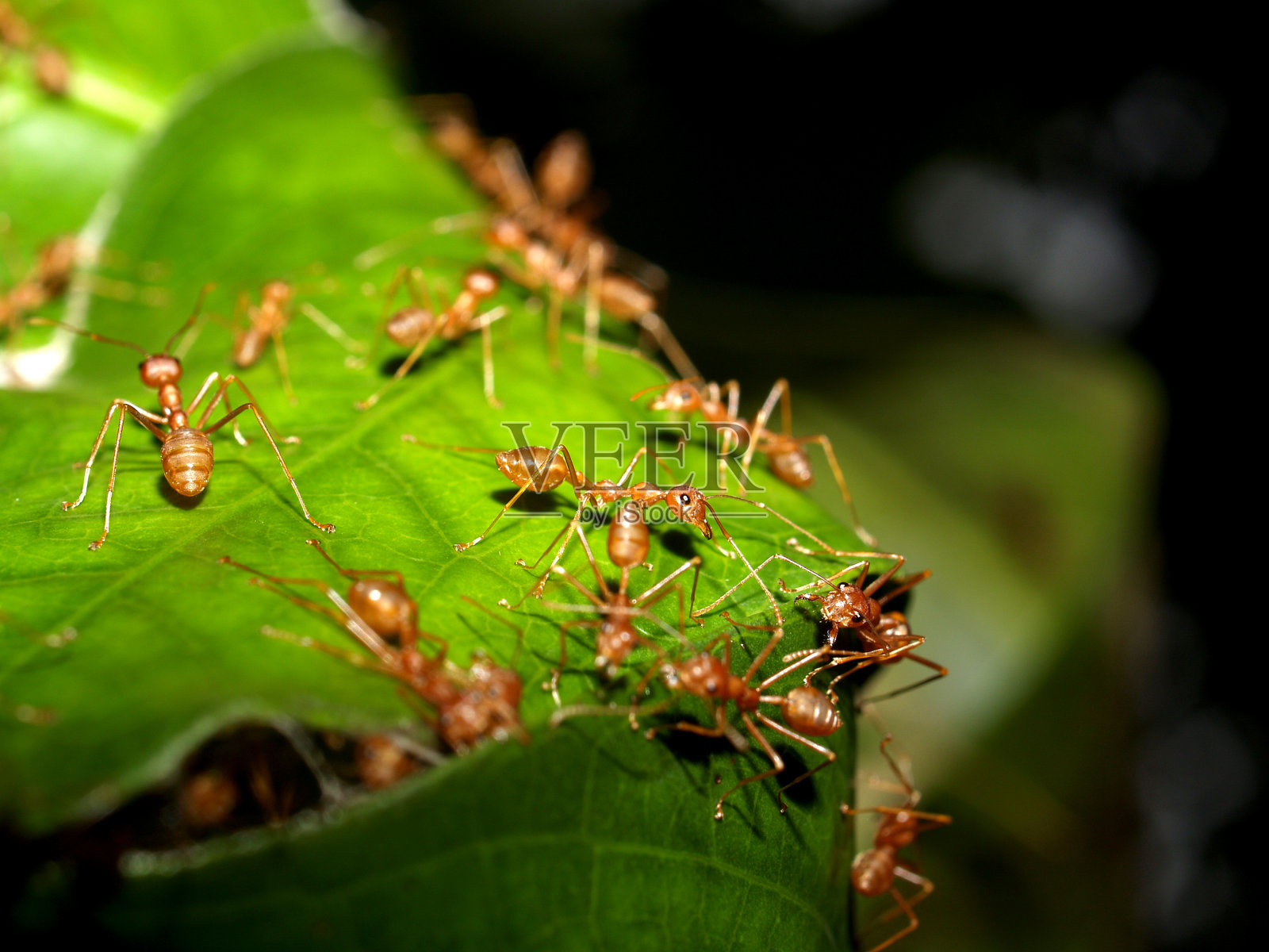 红蚂蚁在自然界的团队合作照片摄影图片