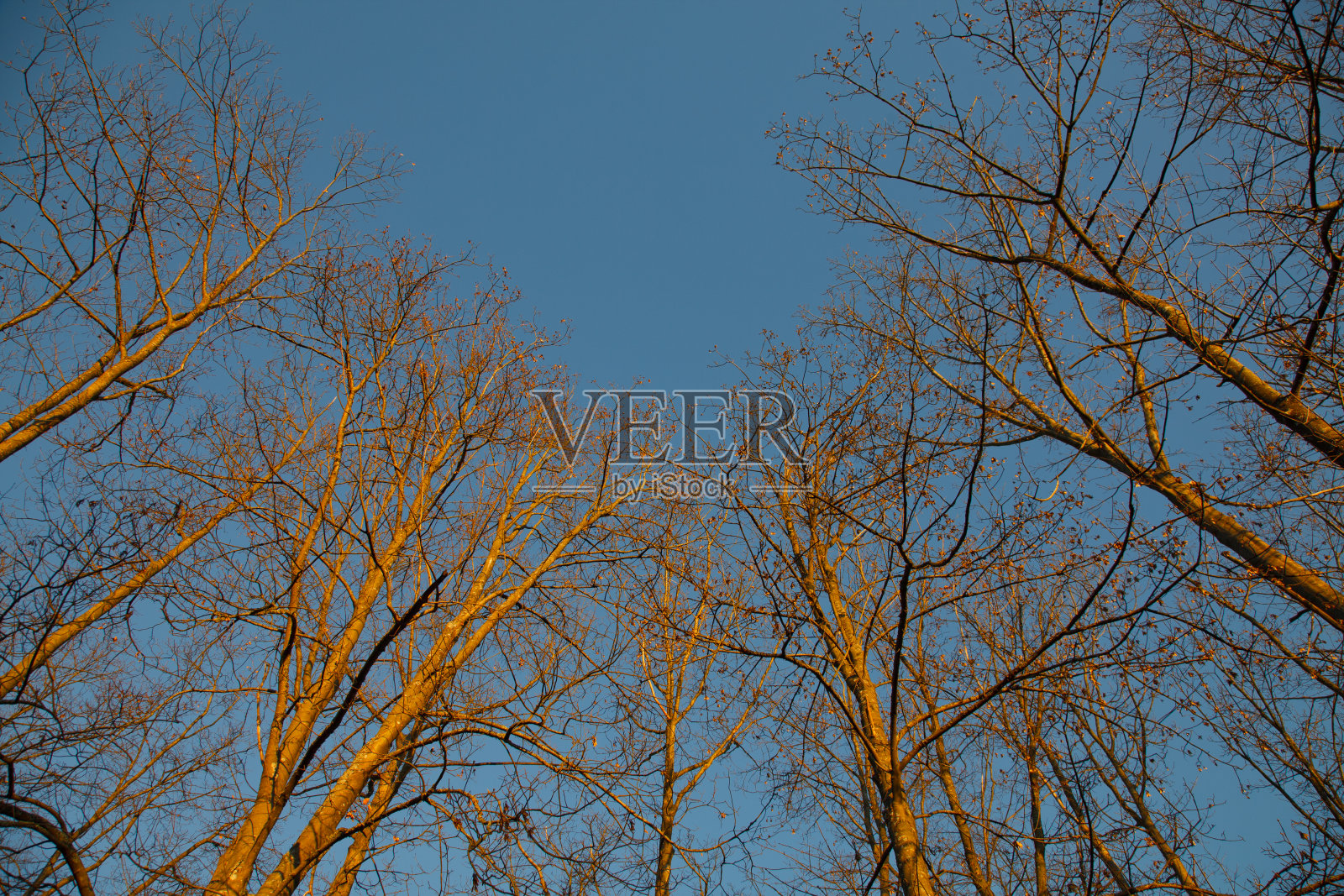 订十一月照片摄影图片