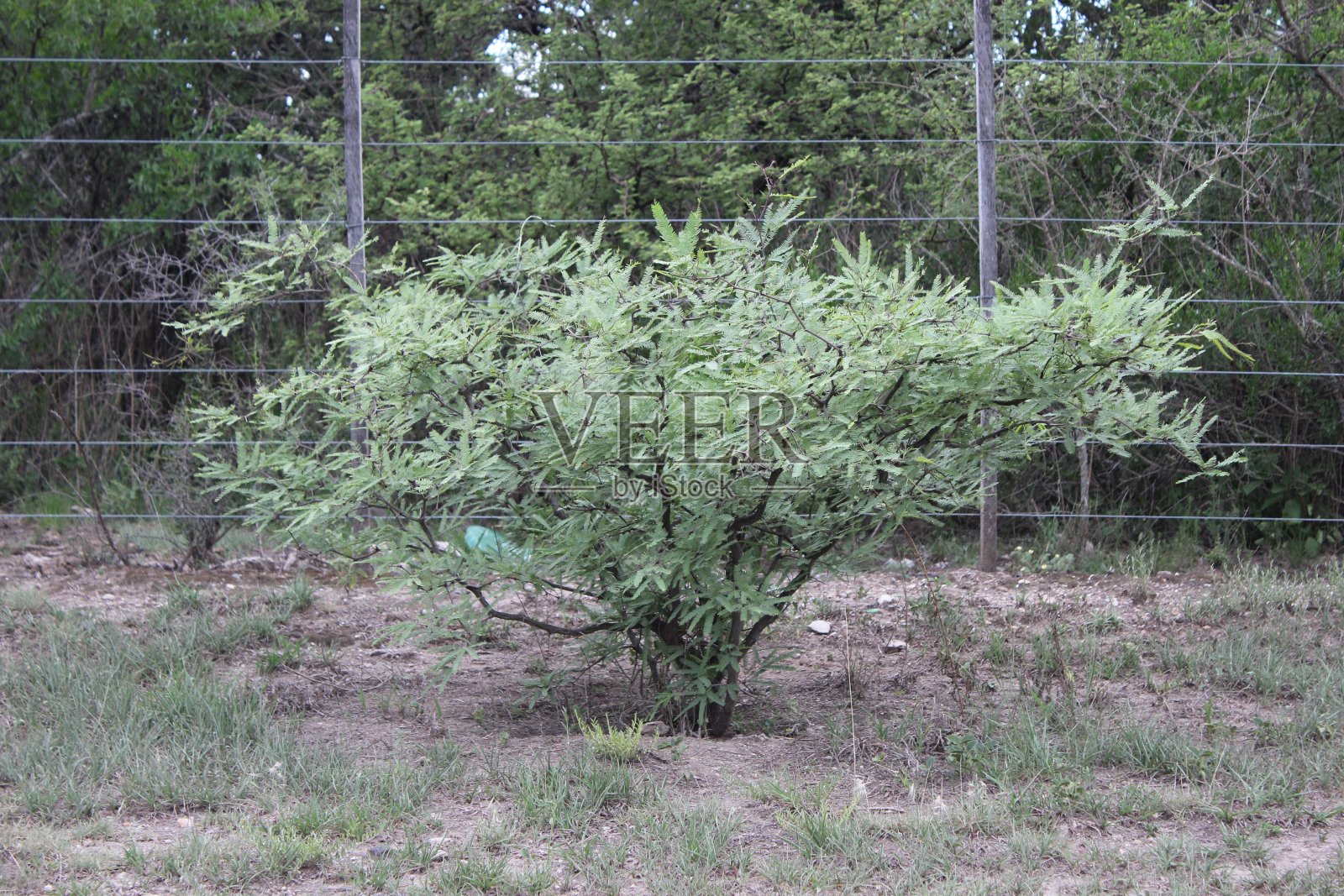 豆照片摄影图片