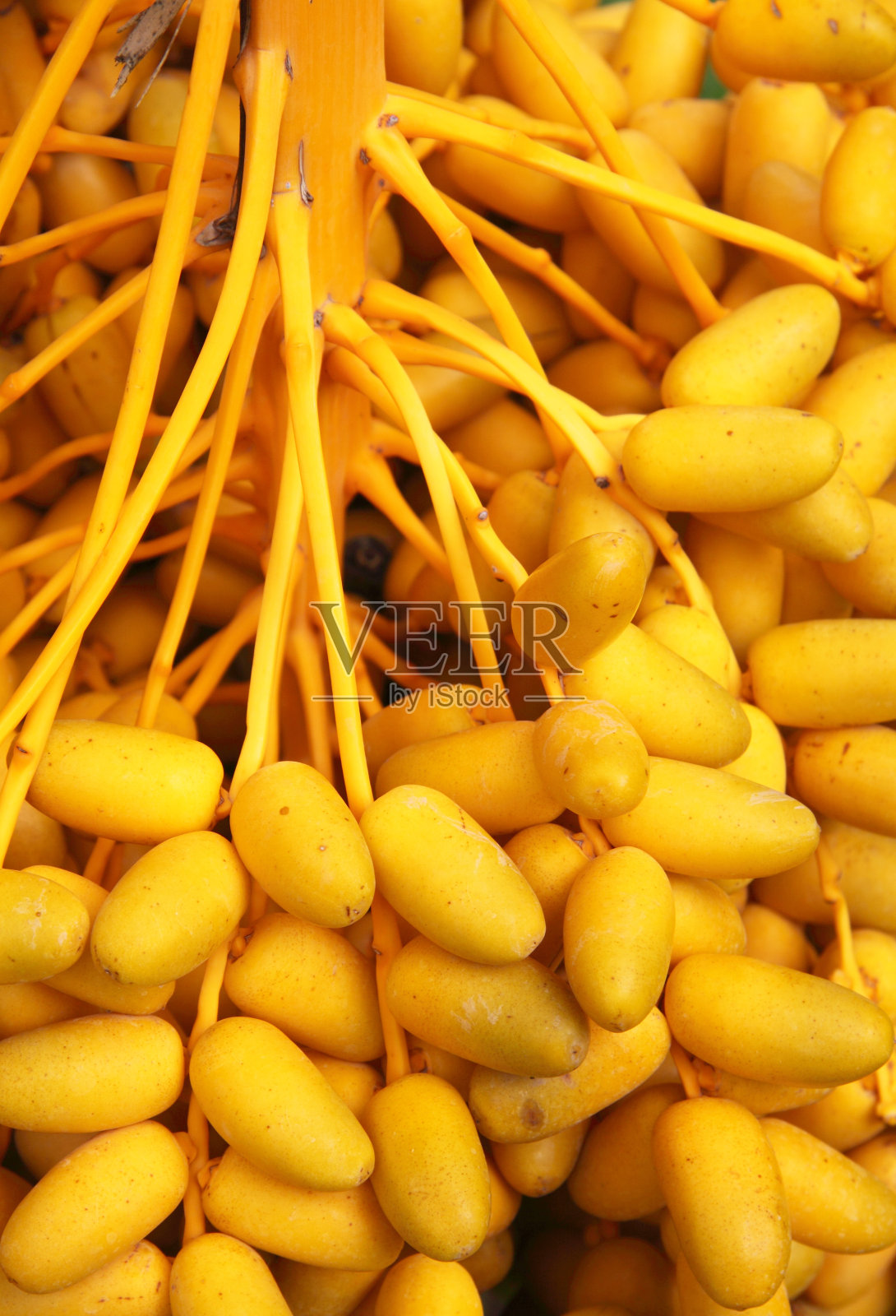 黄色的枣在阳光下成熟照片摄影图片