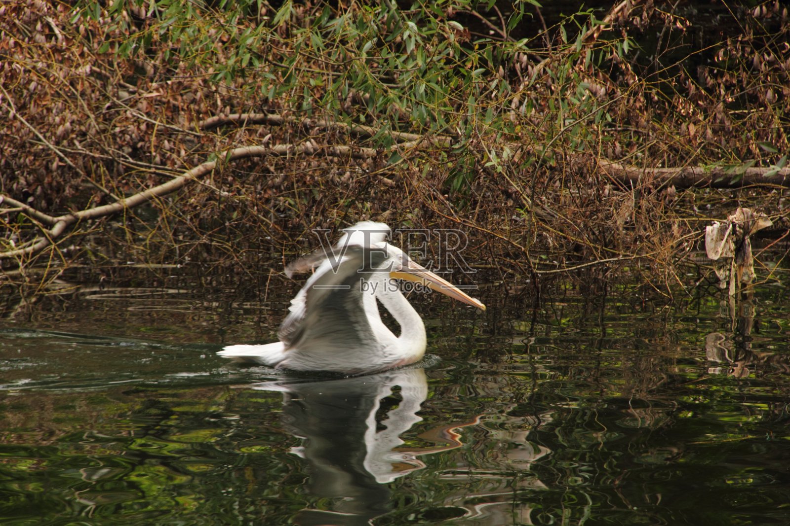 鹈鹕。照片摄影图片