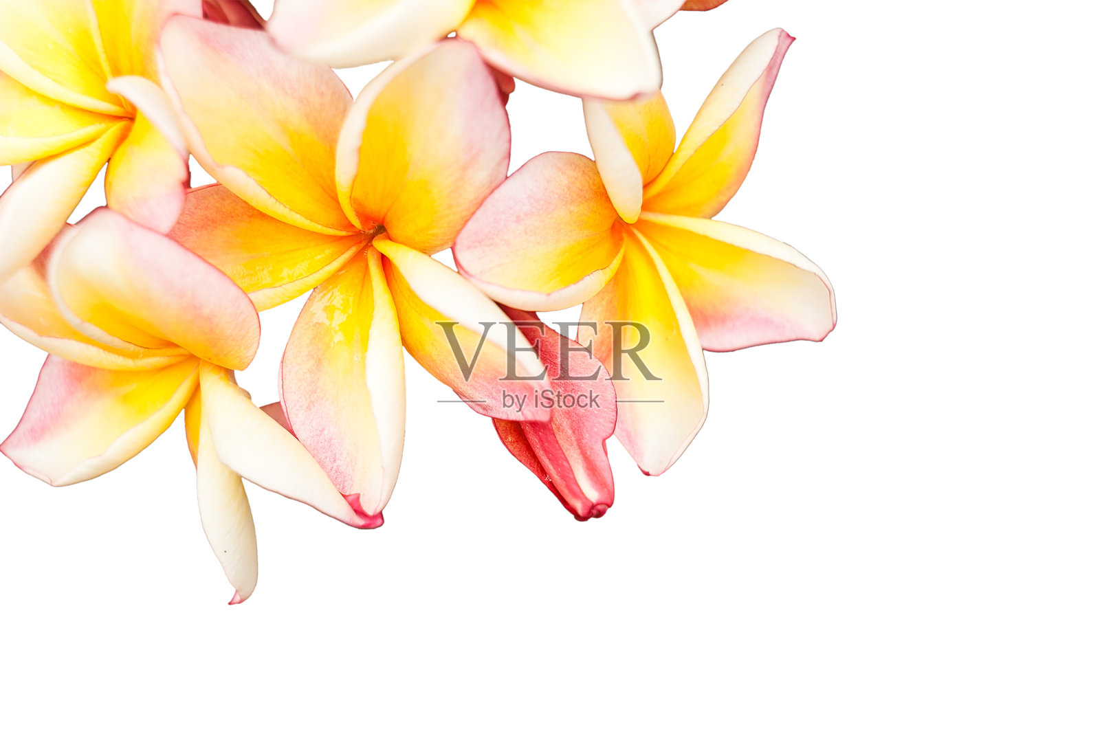 美丽的粉红色plumeria照片摄影图片