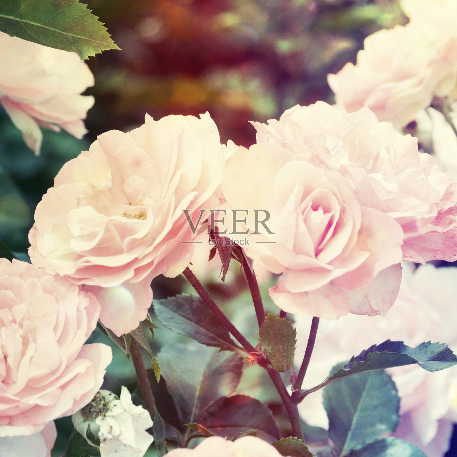 花园的玫瑰照片摄影图片