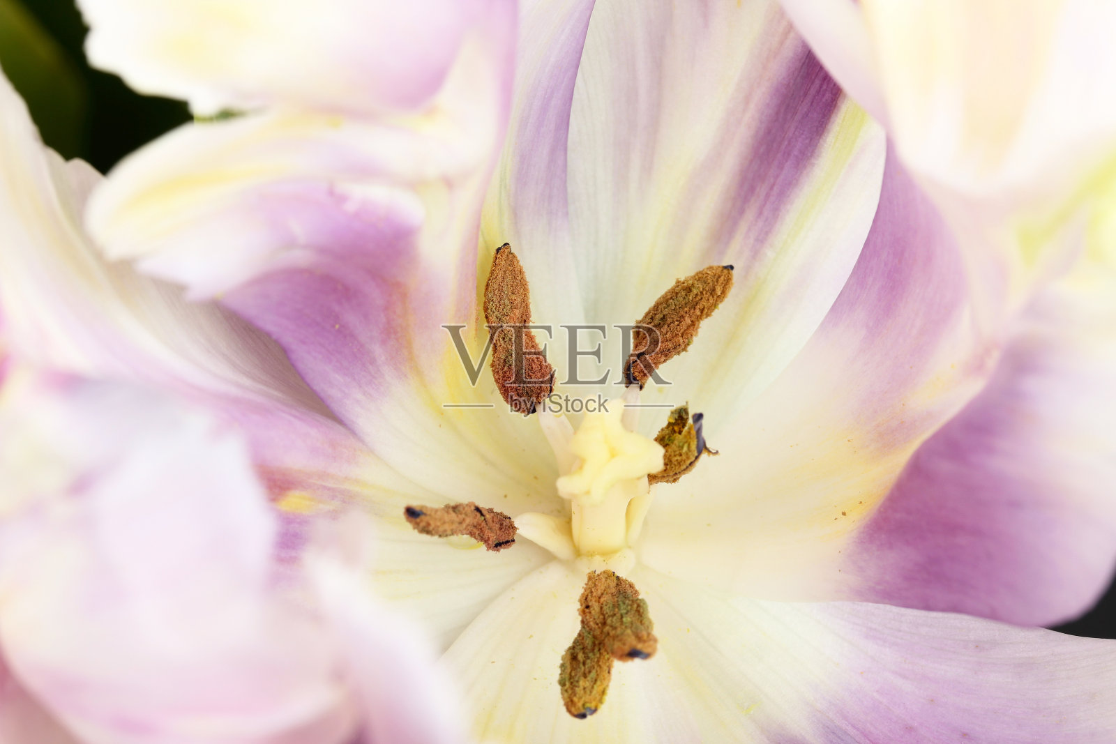 郁金香微距镜头照片摄影图片