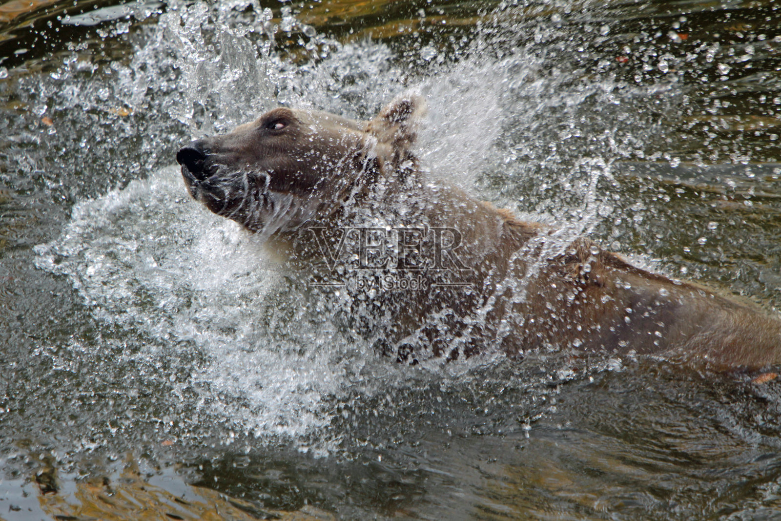 水中的棕熊照片摄影图片