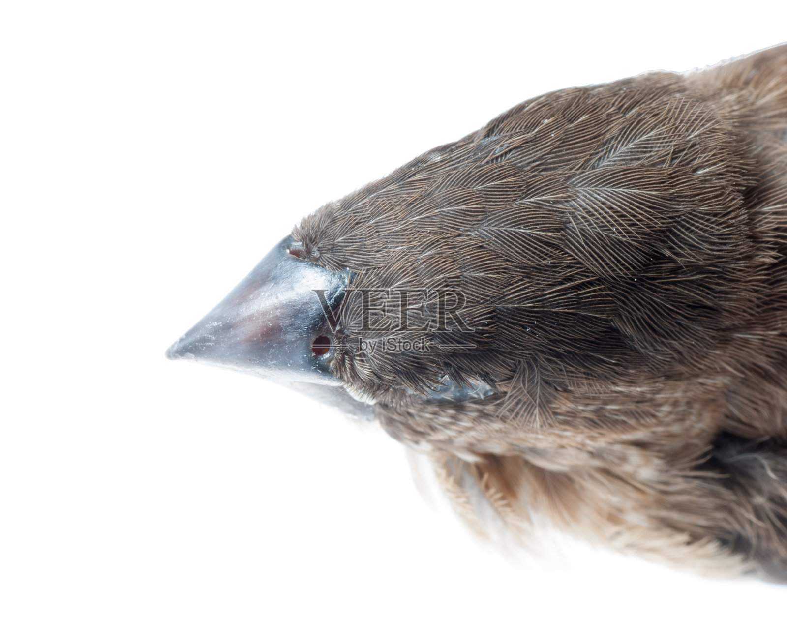 麻雀鸟法案照片摄影图片