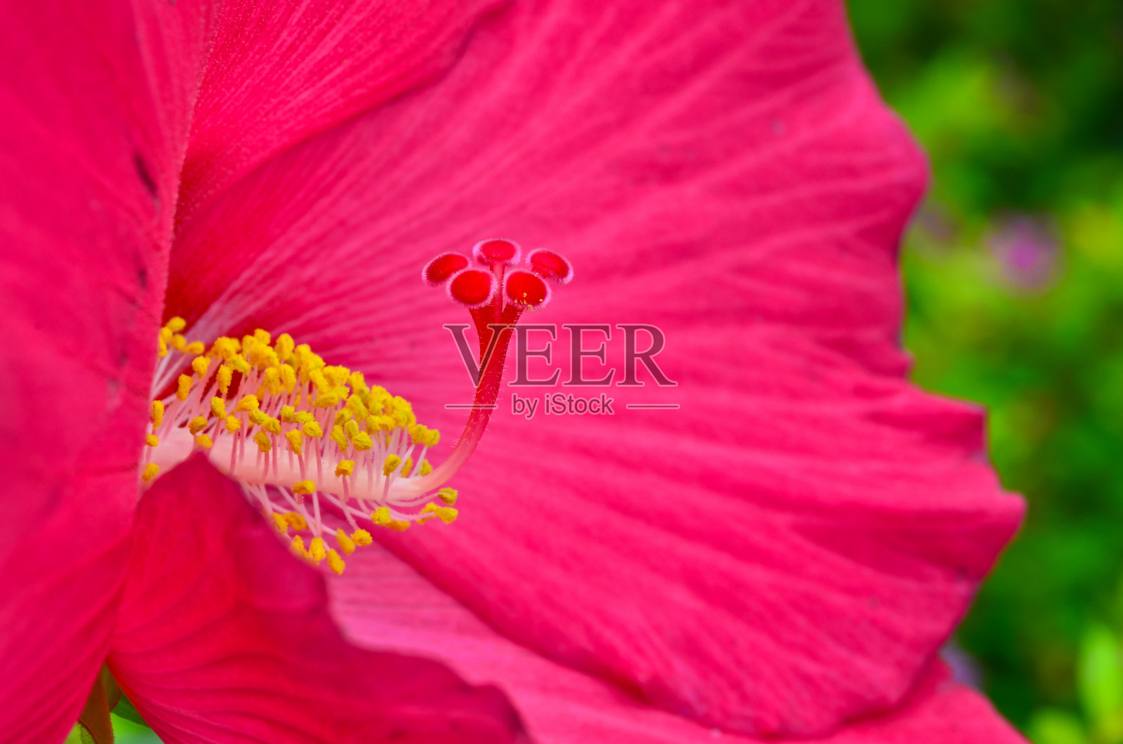 芙蓉红照片摄影图片