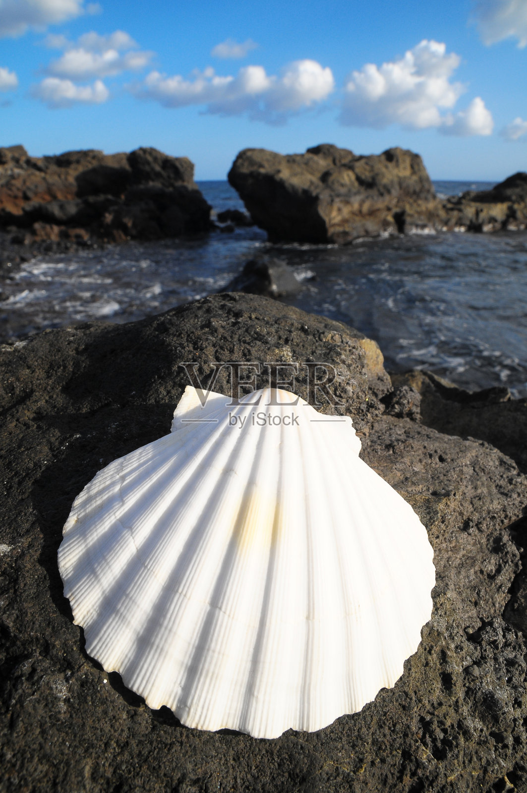 石灰石海贝壳照片摄影图片