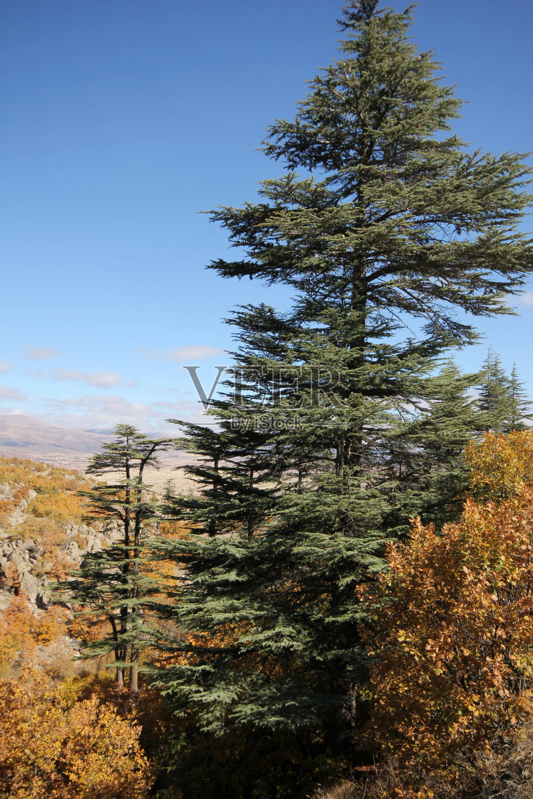 杰克松树照片摄影图片