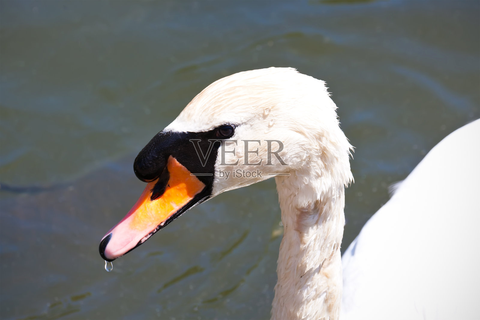 白天鹅照片摄影图片