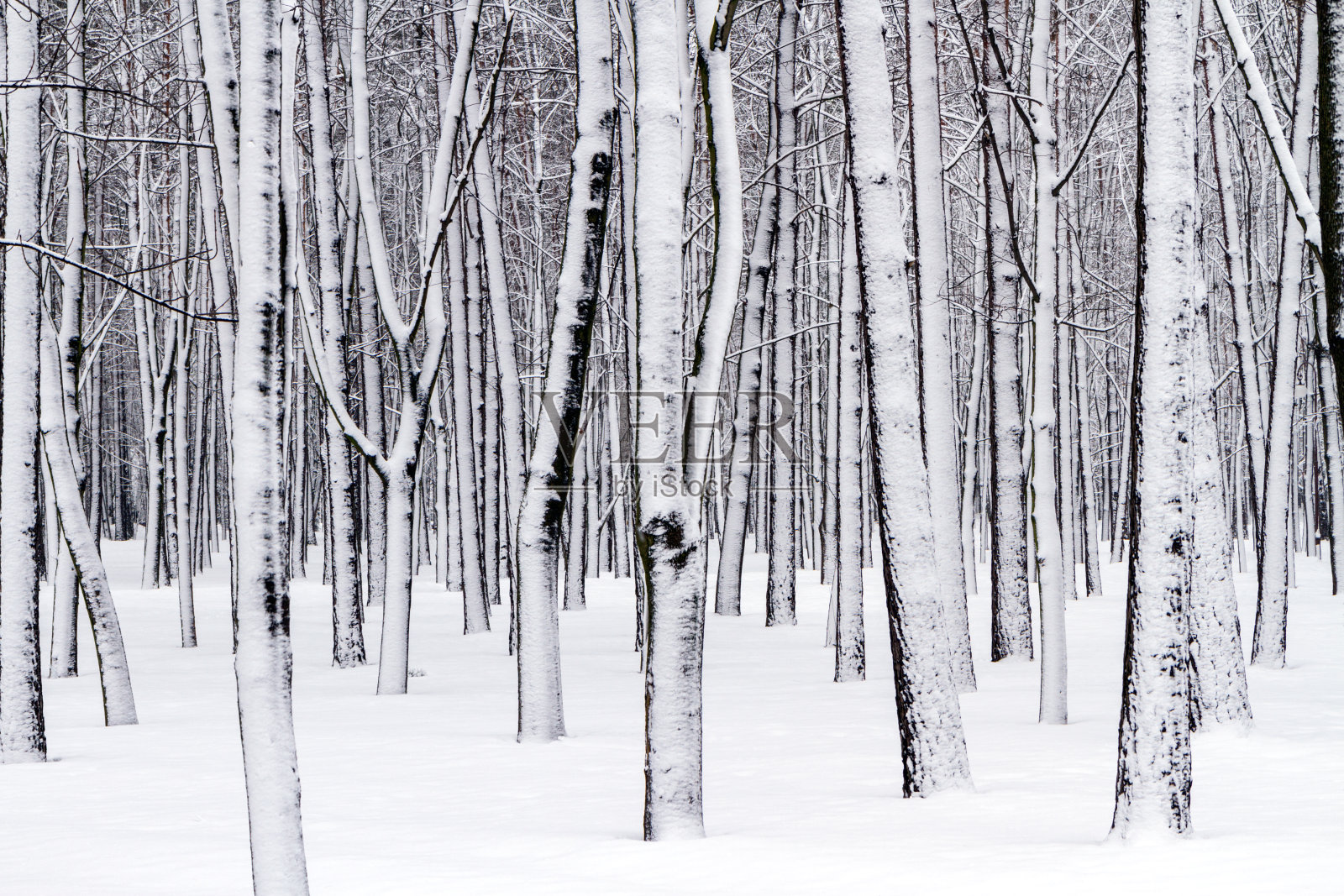 雪覆盖的树木照片摄影图片