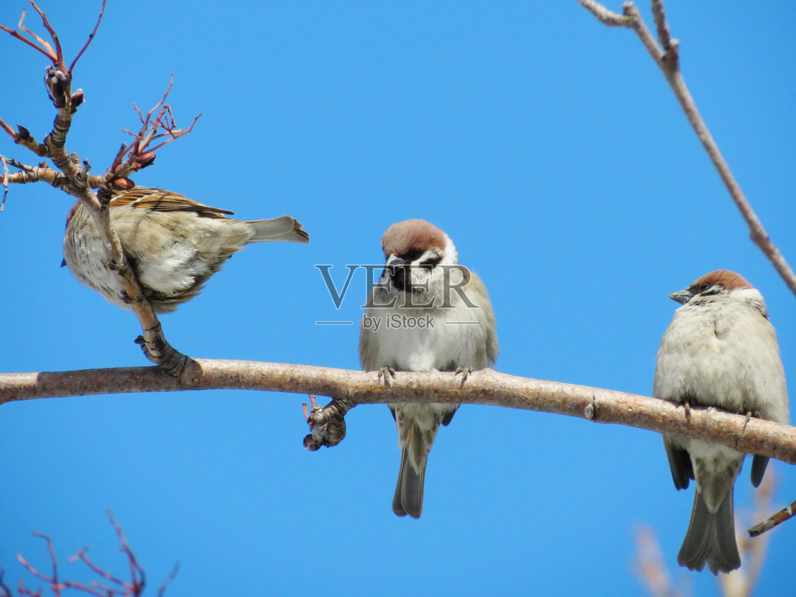 灰色的麻雀照片摄影图片