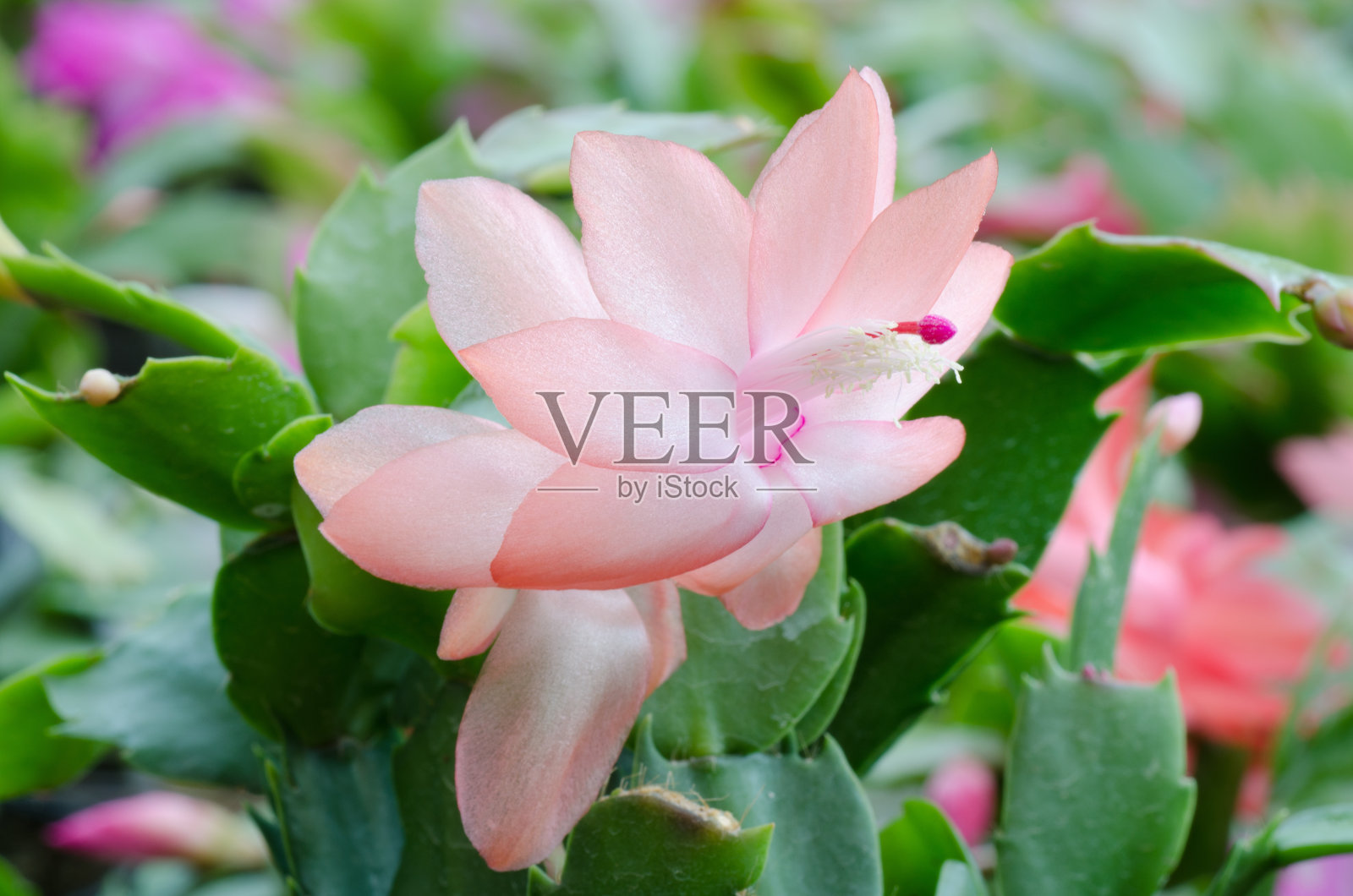 圣诞仙人掌(schlumbergera)照片摄影图片