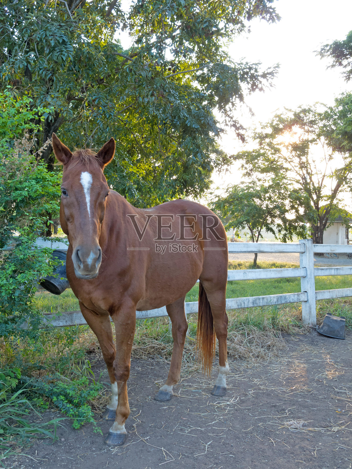 牧场里的马。照片摄影图片