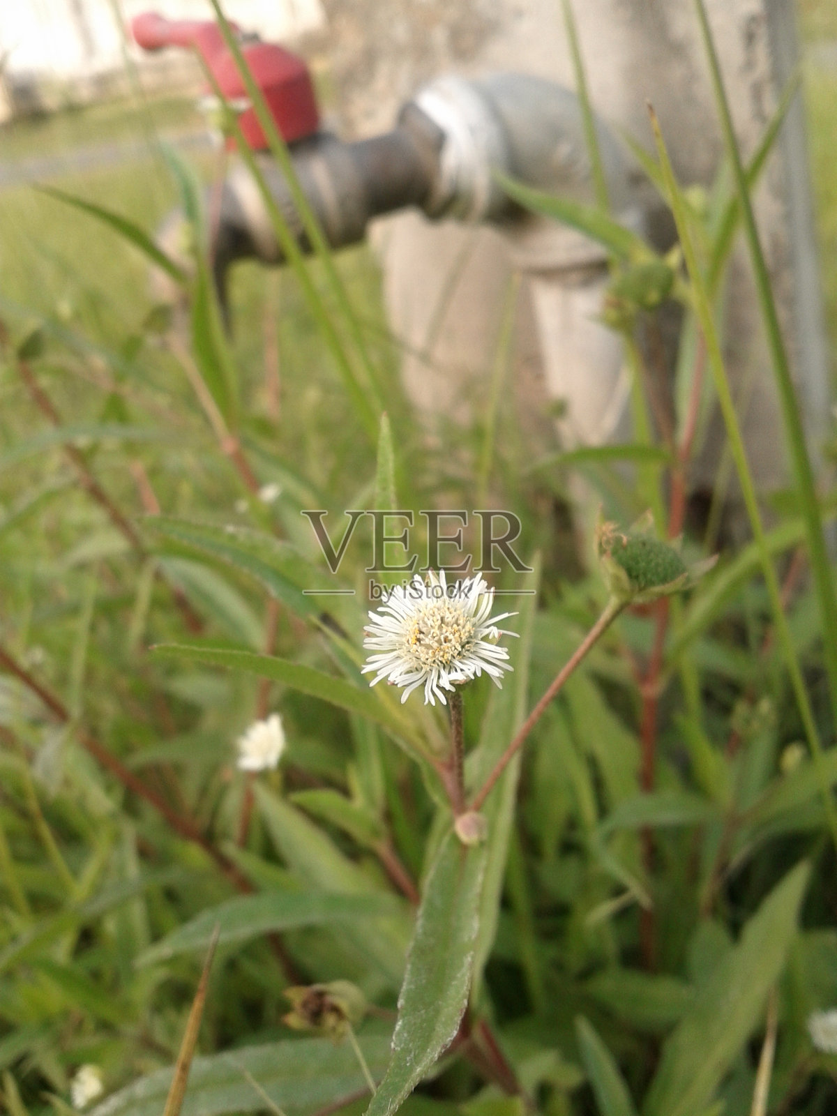 永不放弃照片摄影图片