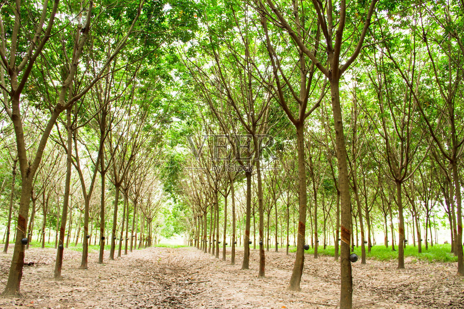 泰国南部的橡胶种植园照片摄影图片