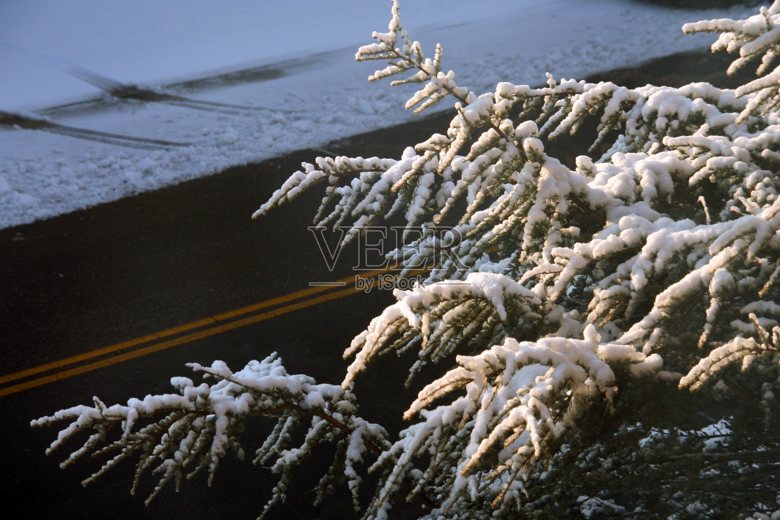 树有雪照片摄影图片