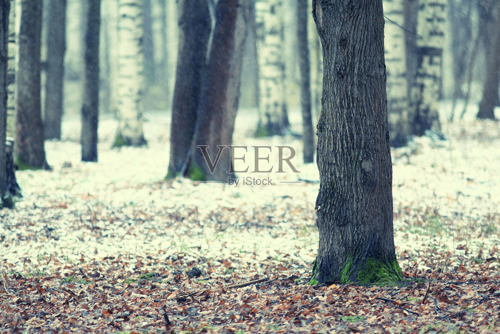 冬天的树枝草上覆盖着霜和雪照片摄影图片