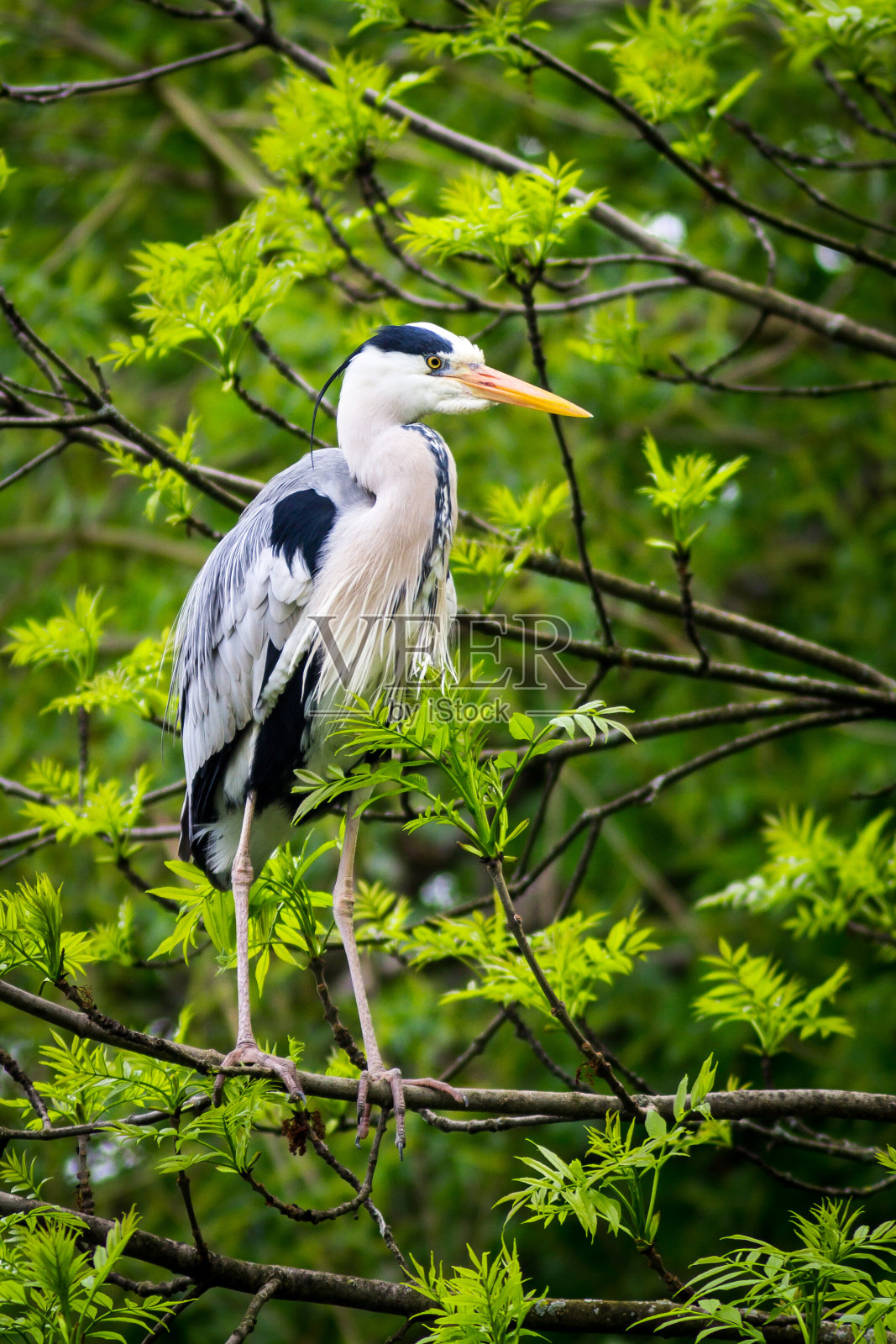 苍鹭在树枝上照片摄影图片
