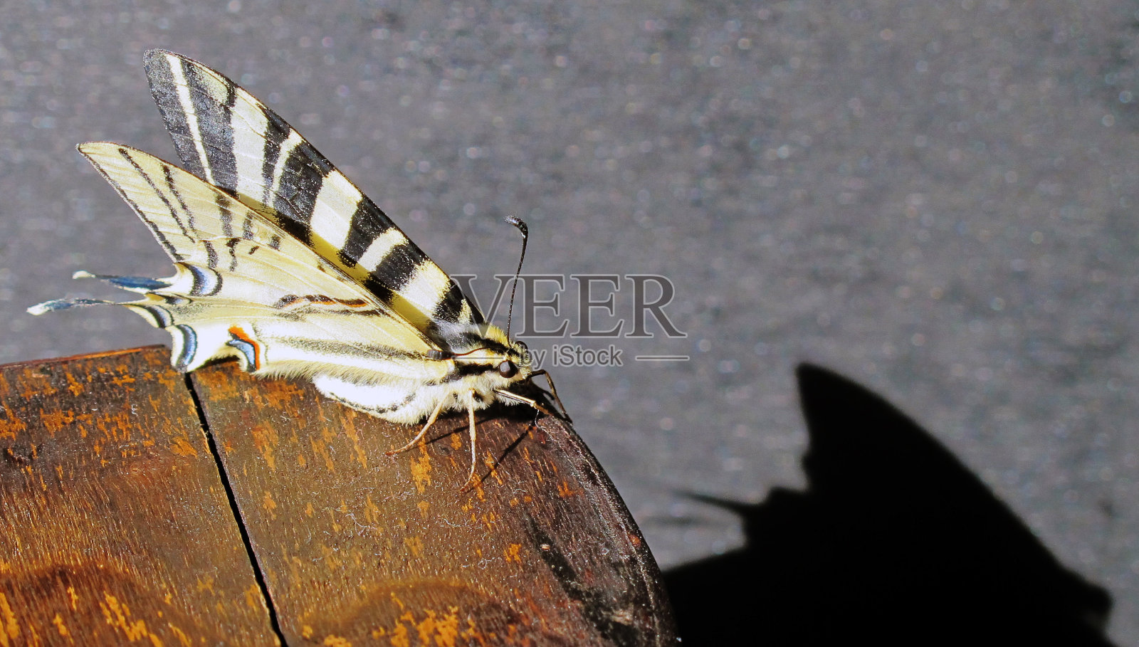 蝴蝶和它的影子照片摄影图片