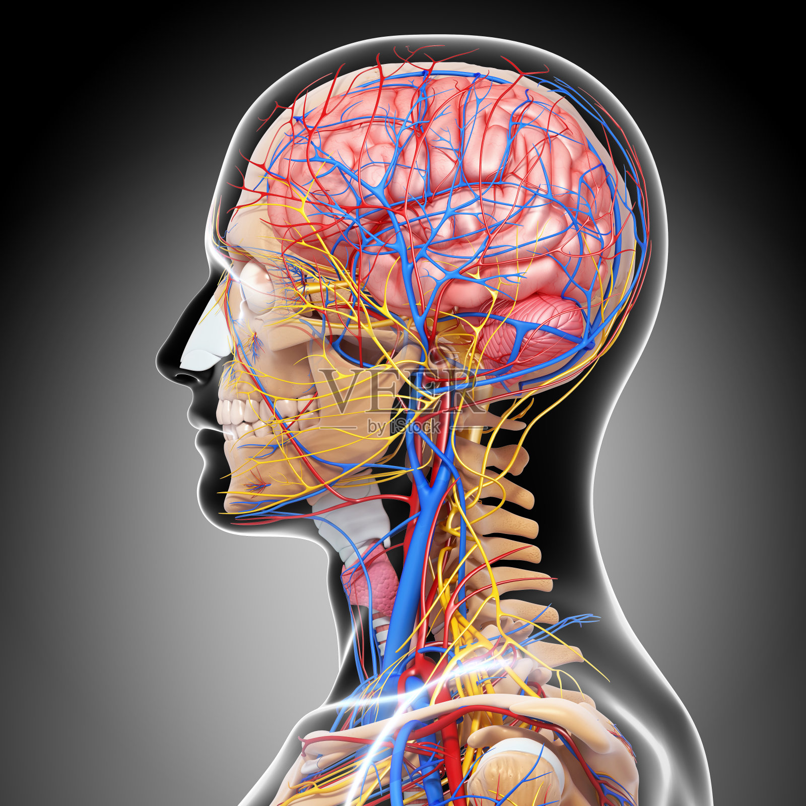 头部循环系统侧视图照片摄影图片
