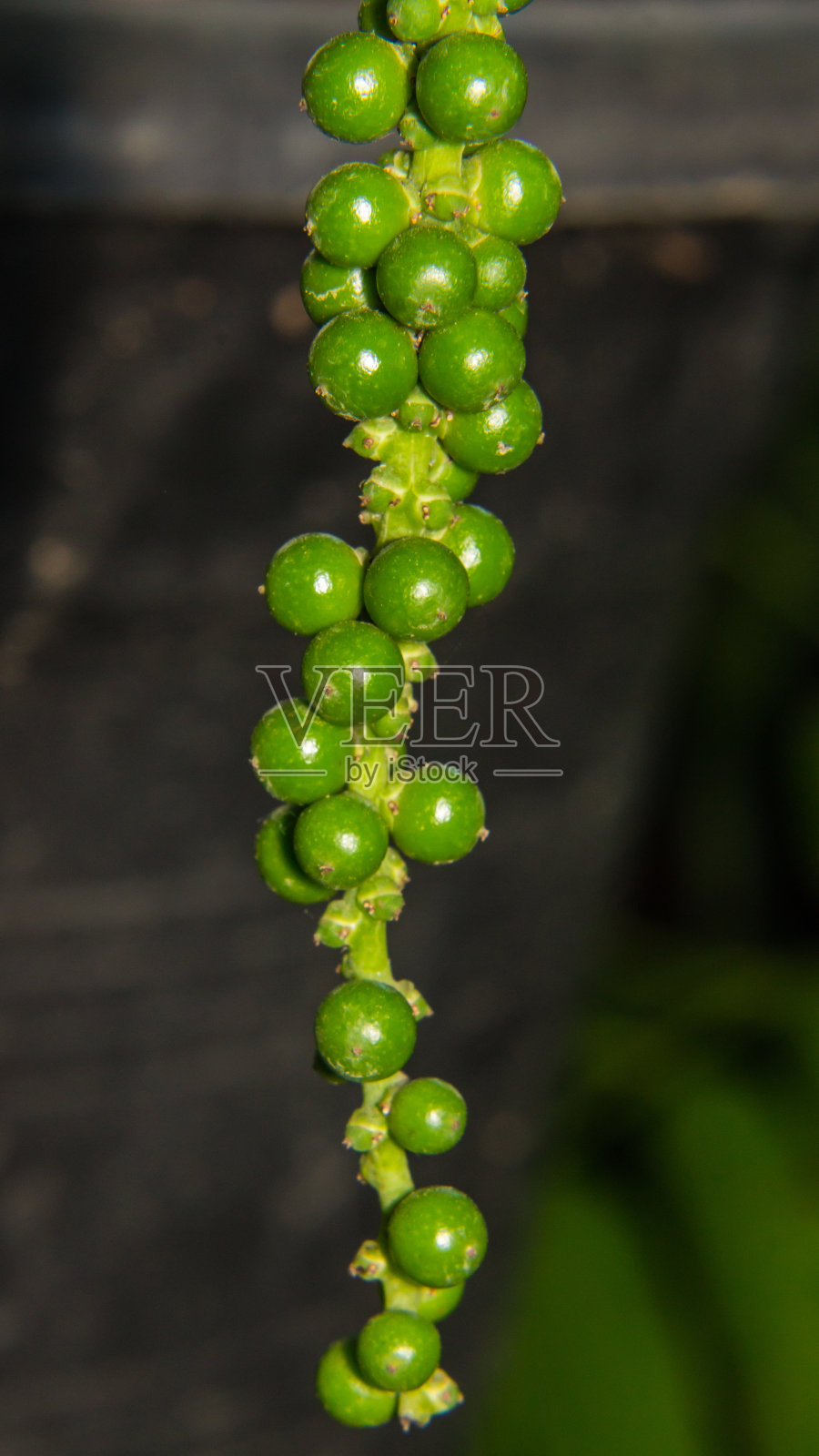 宏观辣椒在树上照片摄影图片