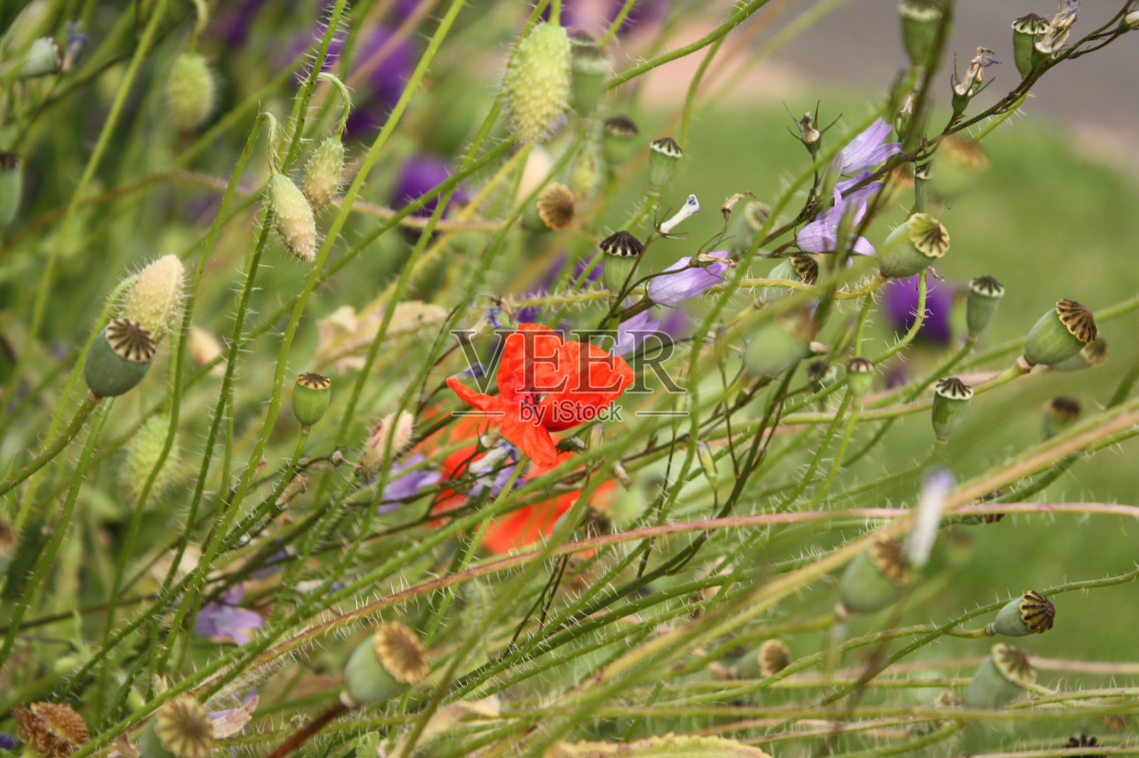 布鲁门维安照片摄影图片