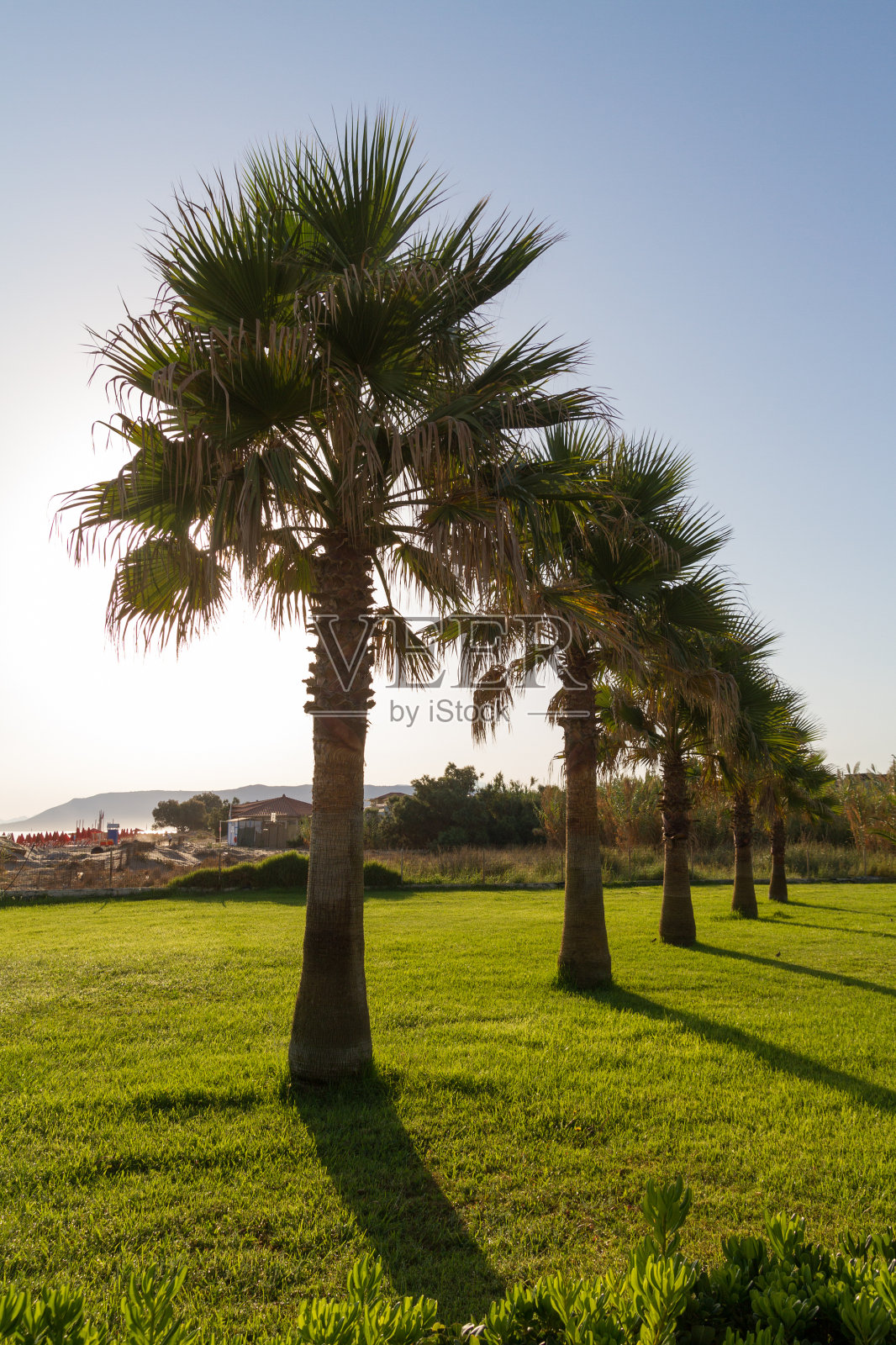 有草地、植物和棕榈树的花园。照片摄影图片