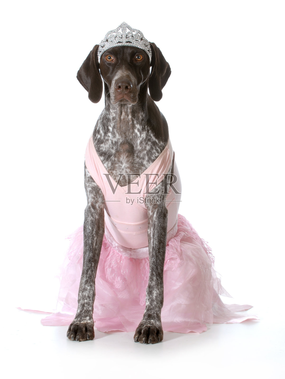 被宠坏的狗照片摄影图片