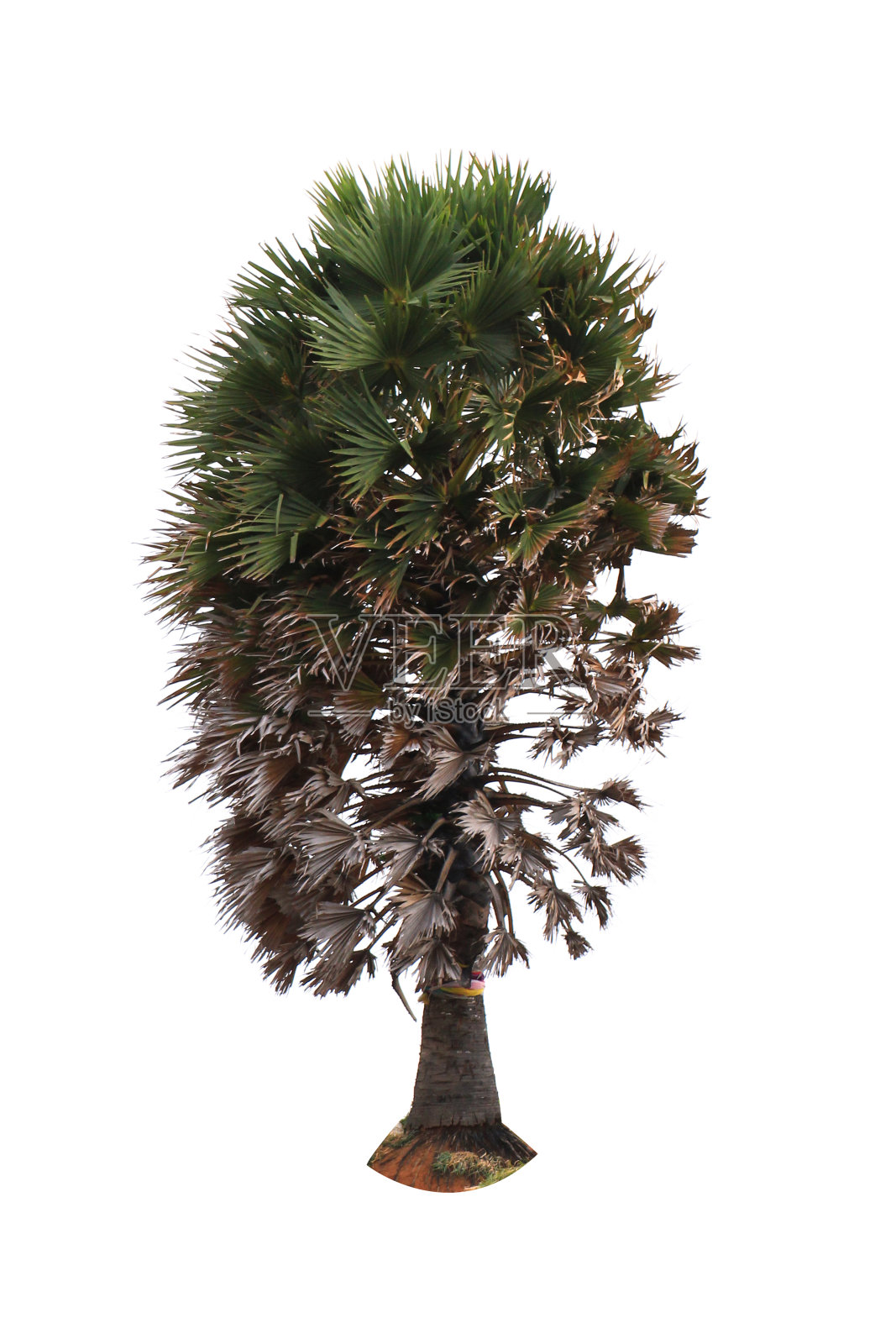 孤立的树照片摄影图片