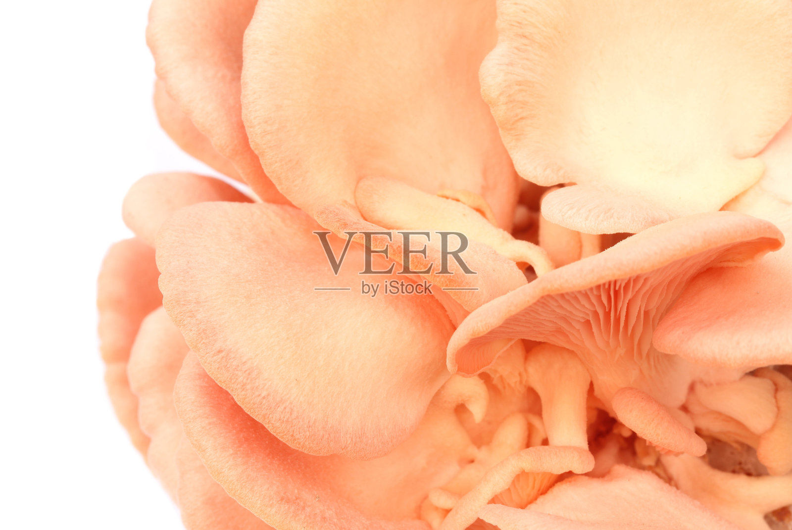 粉红色的平菇照片摄影图片