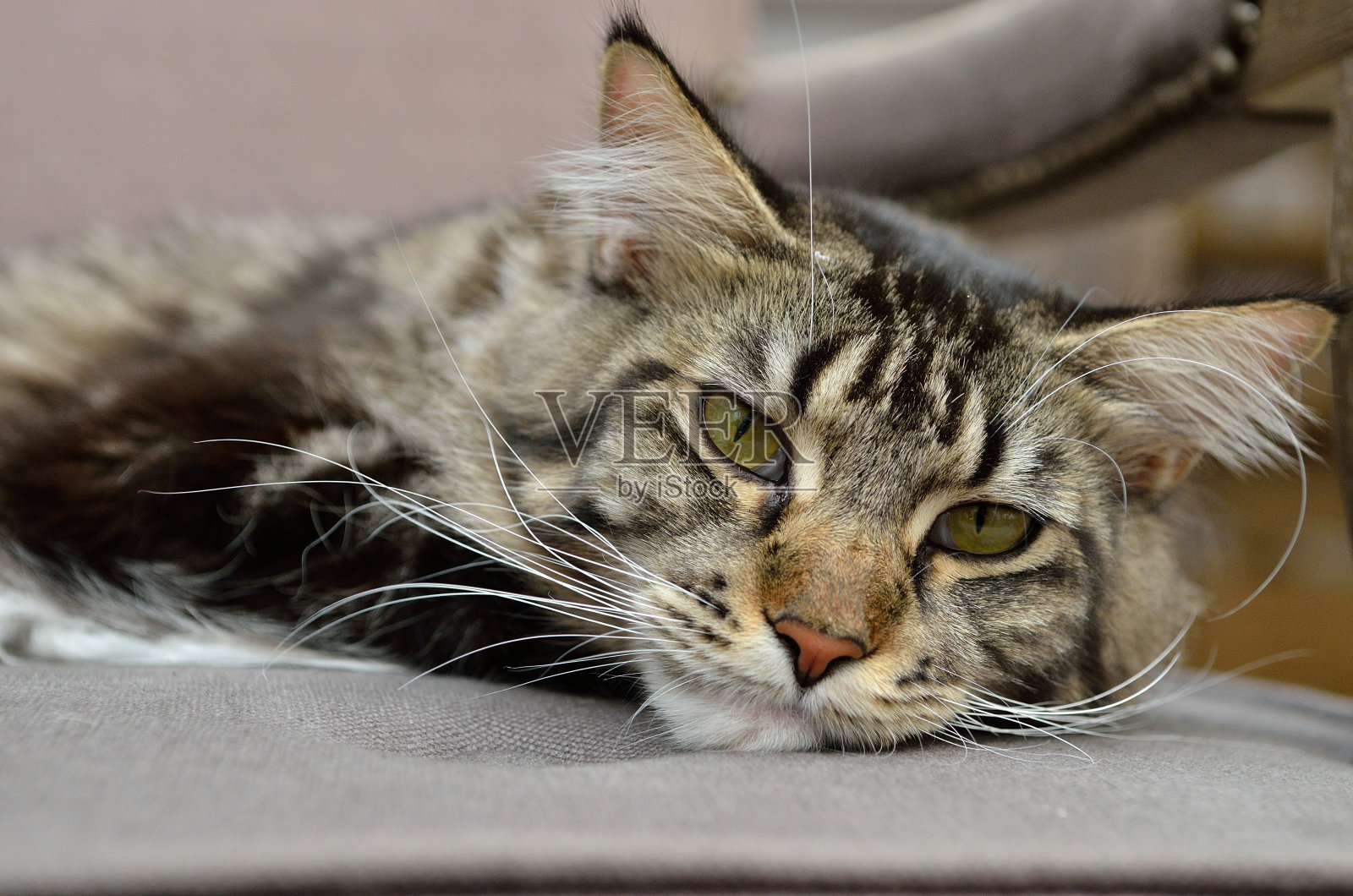 猫照片摄影图片