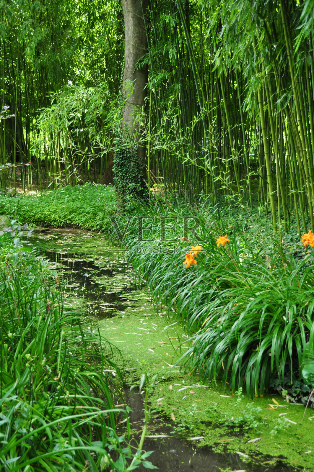 法国吉维尼的克劳德·莫奈花园照片摄影图片