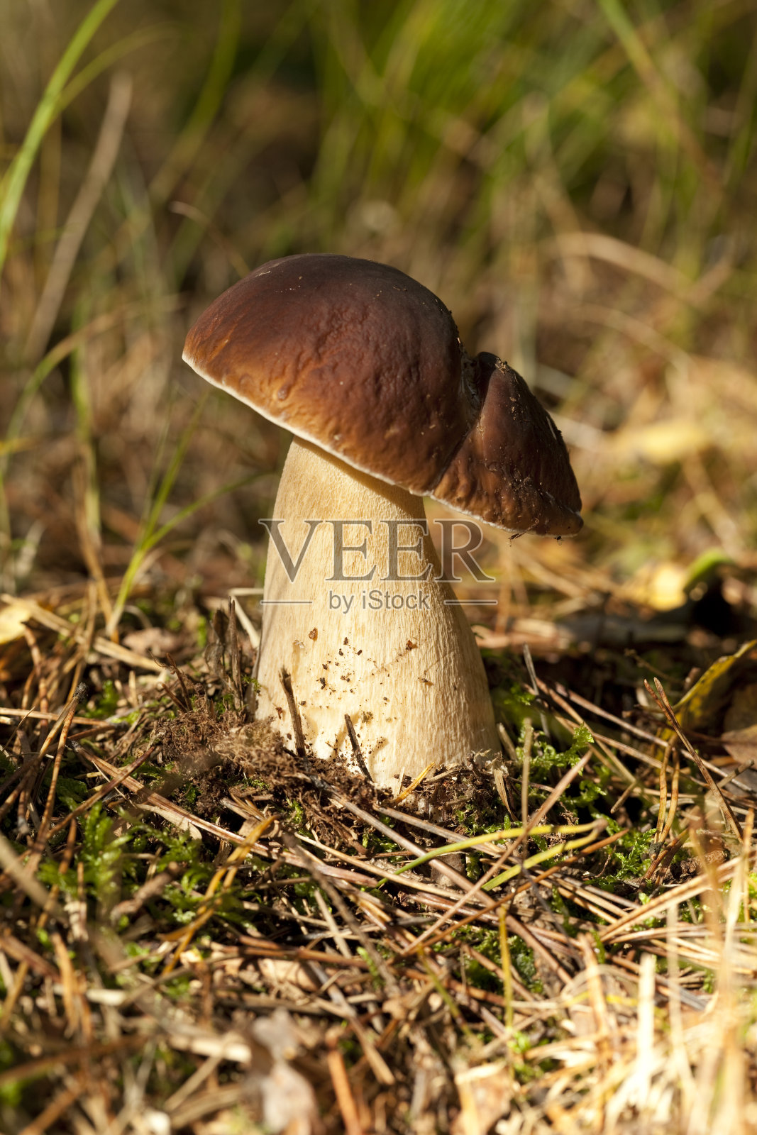 牛肝菌属照片摄影图片