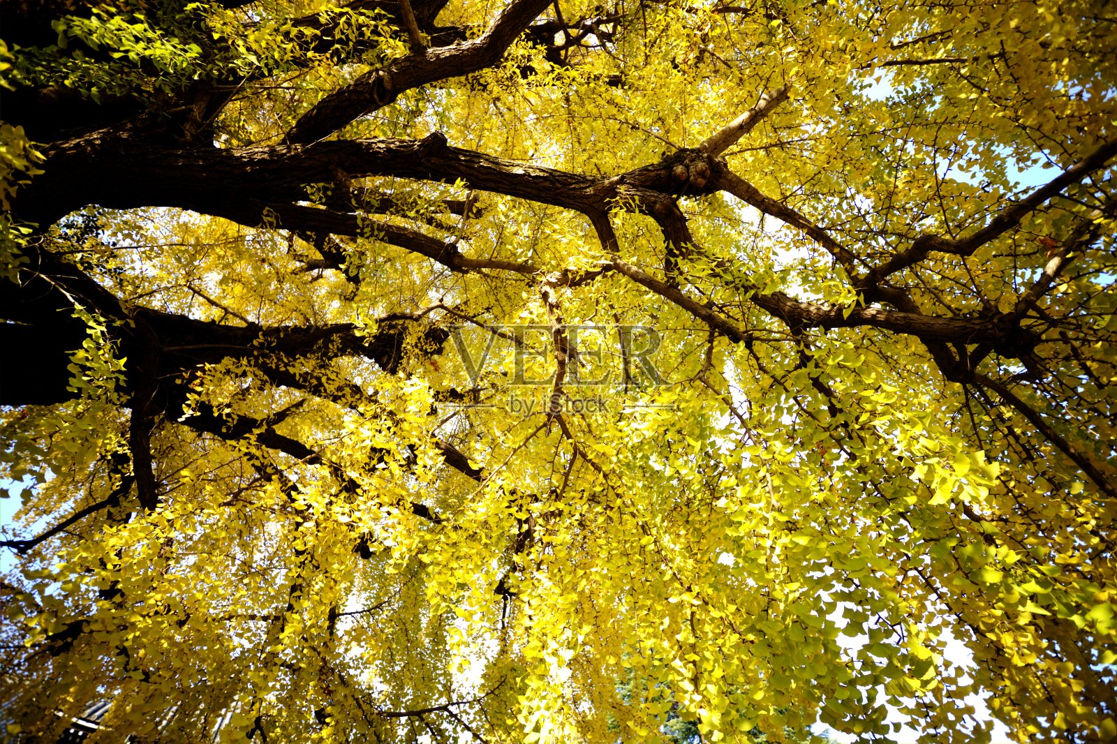 秋天金色的叶子照片摄影图片