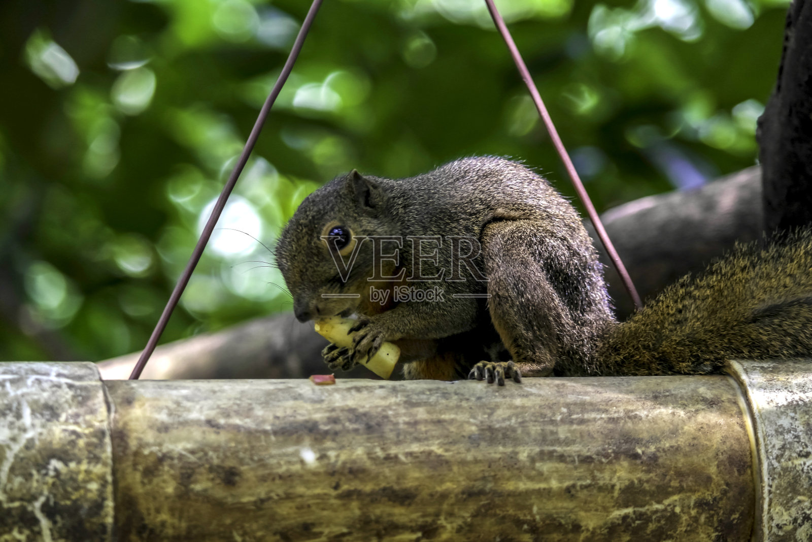 快速的早午餐照片摄影图片