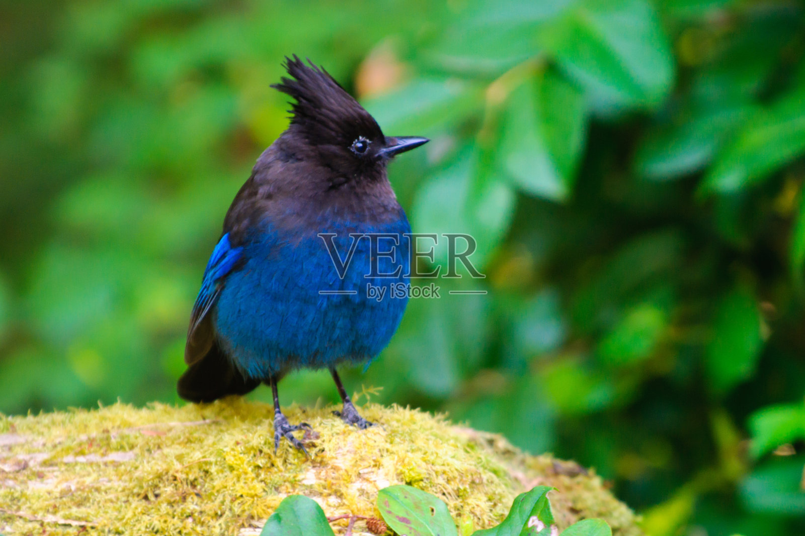 不在的Jay照片摄影图片