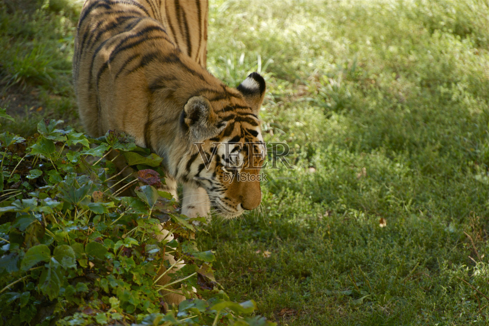 阿穆尔虎走照片摄影图片
