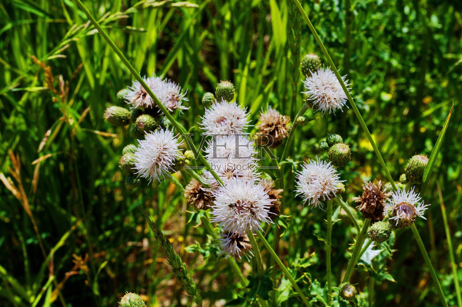 花外照片摄影图片