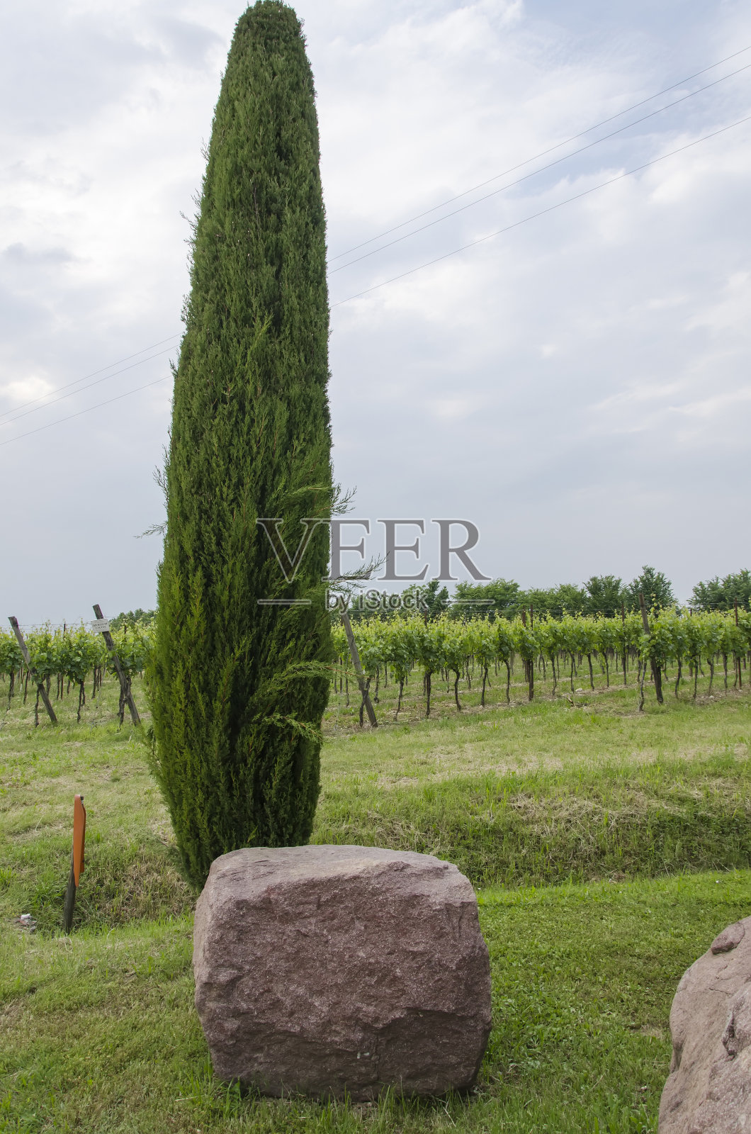 葡萄园照片摄影图片