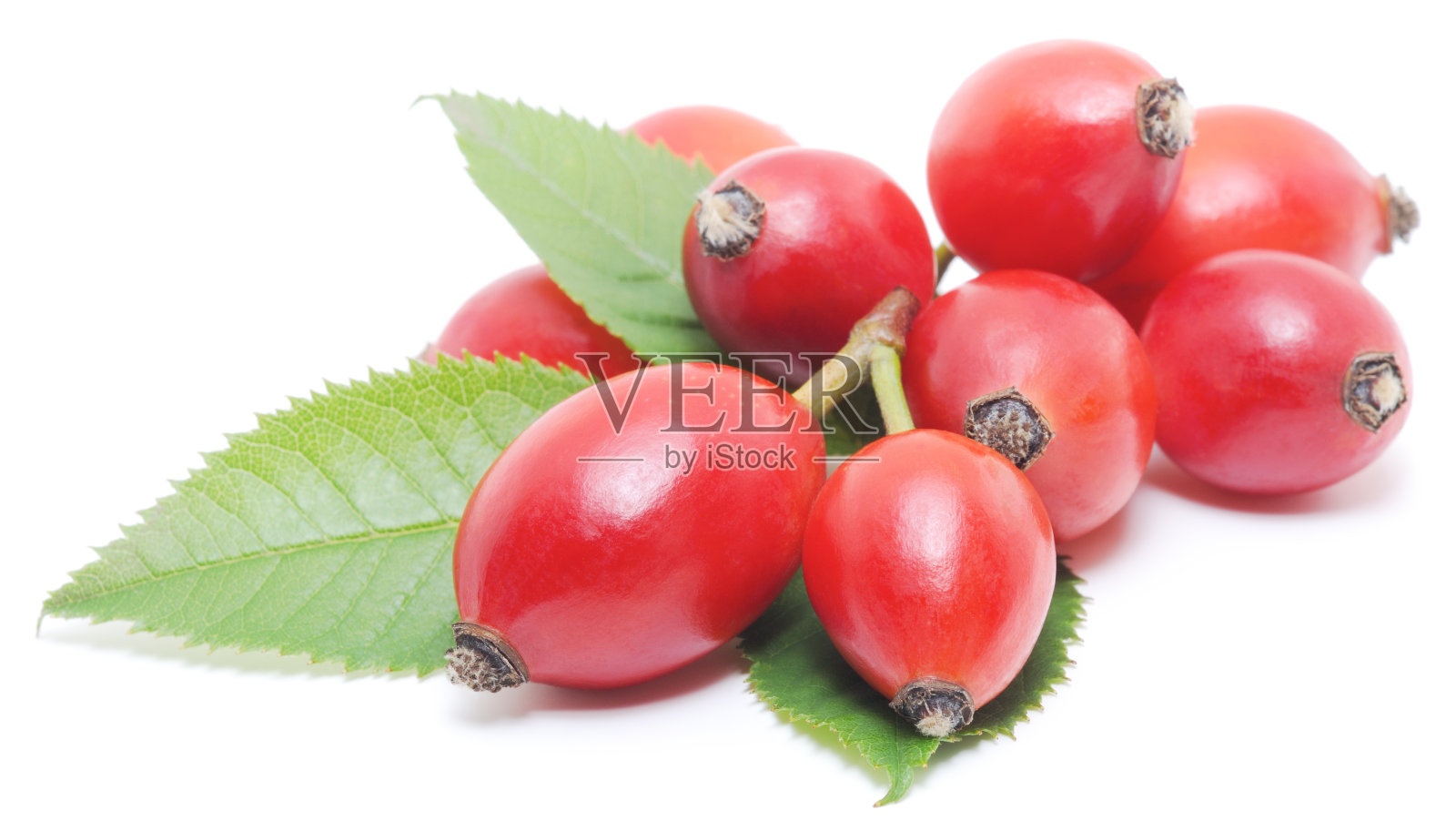 野玫瑰的浆果照片摄影图片