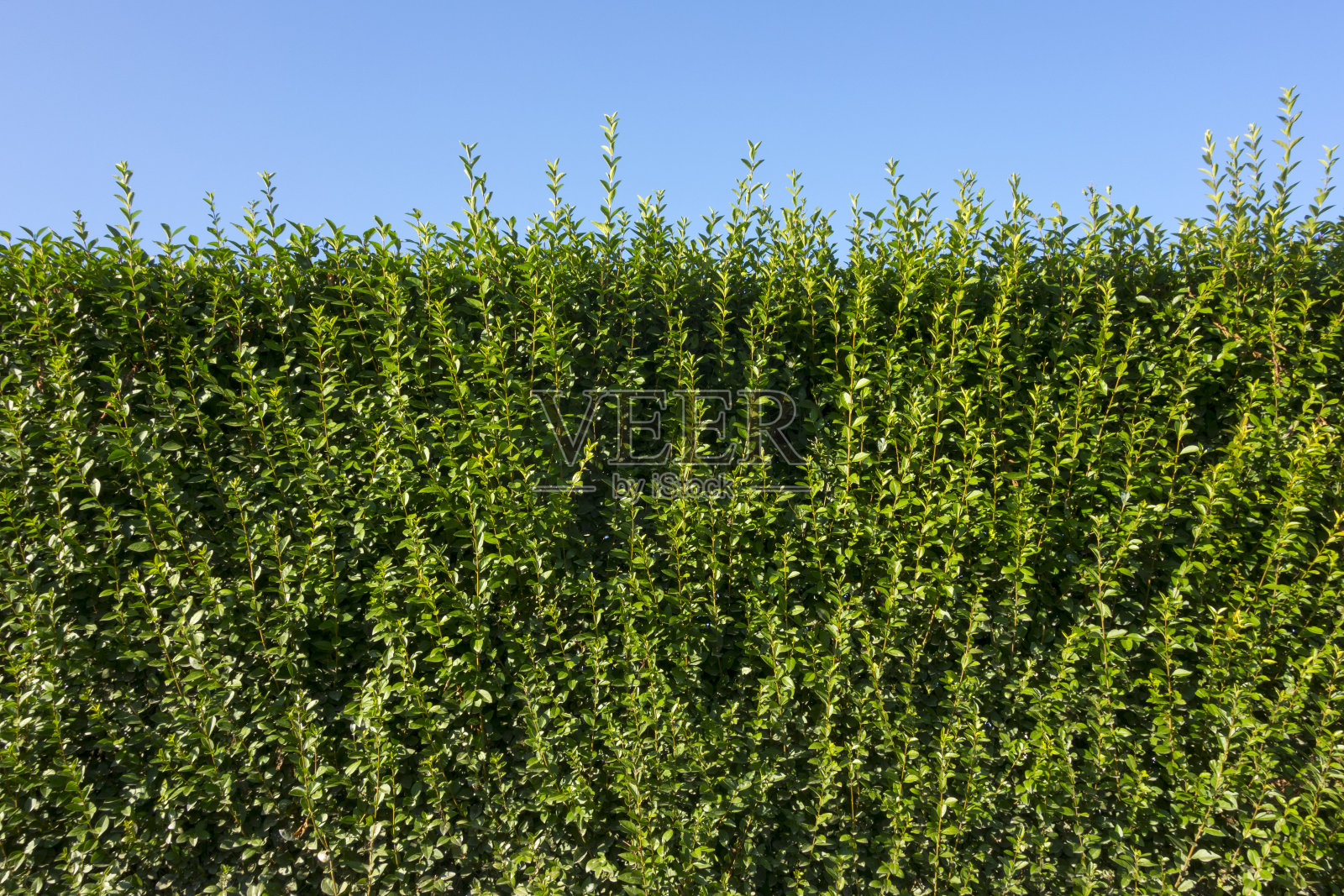 绿色对冲增长照片摄影图片